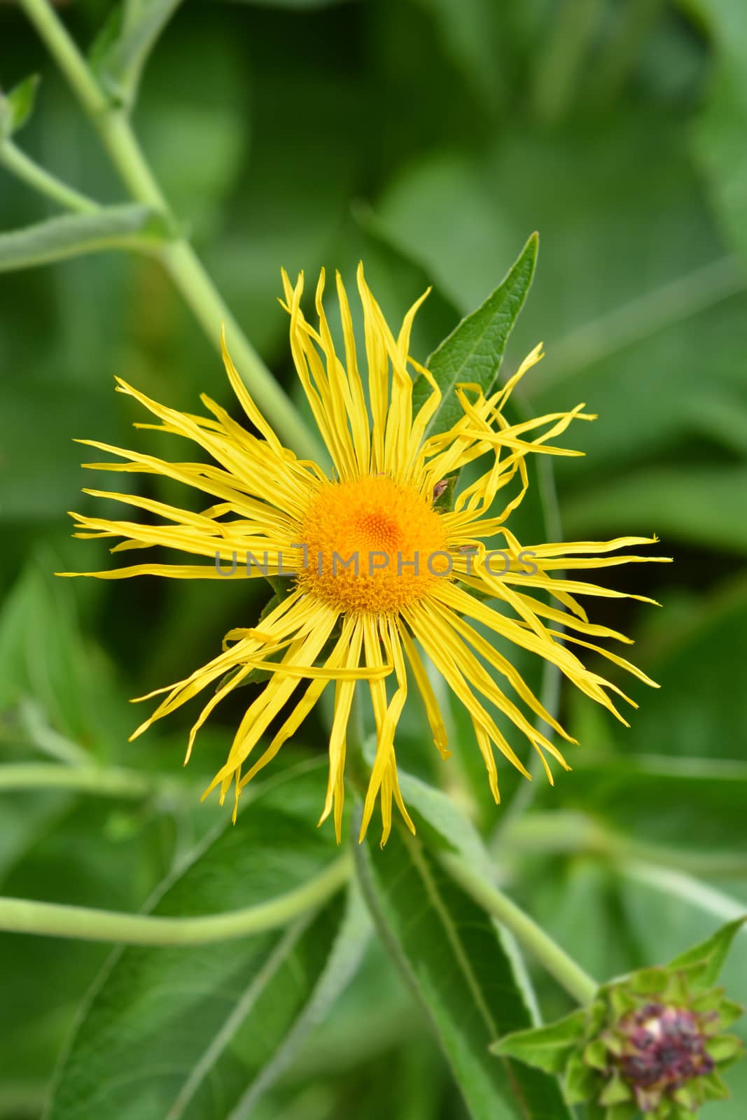 Giant fleabane by nahhan