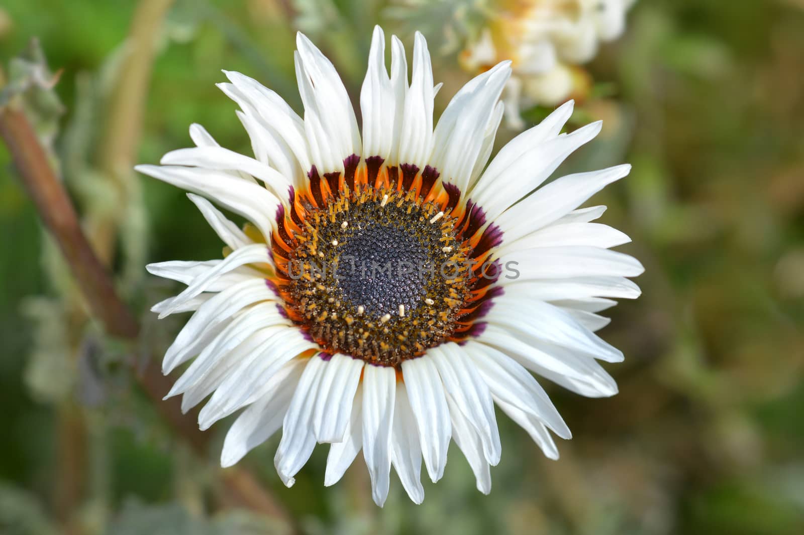 Tricolor chrysanthemum by nahhan