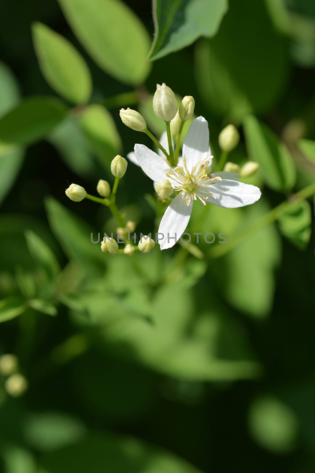 Erect clematis white flowers - Latin name - Clematis recta