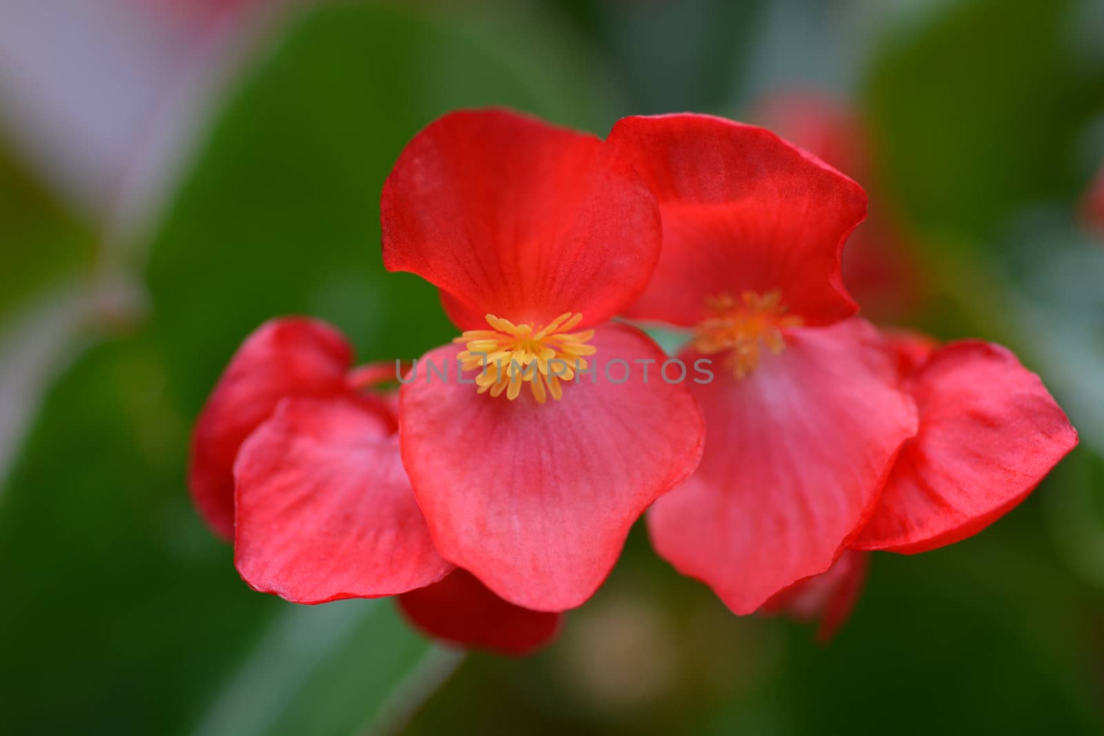 Red wax begonia - Latin name - Begonia semperflorens