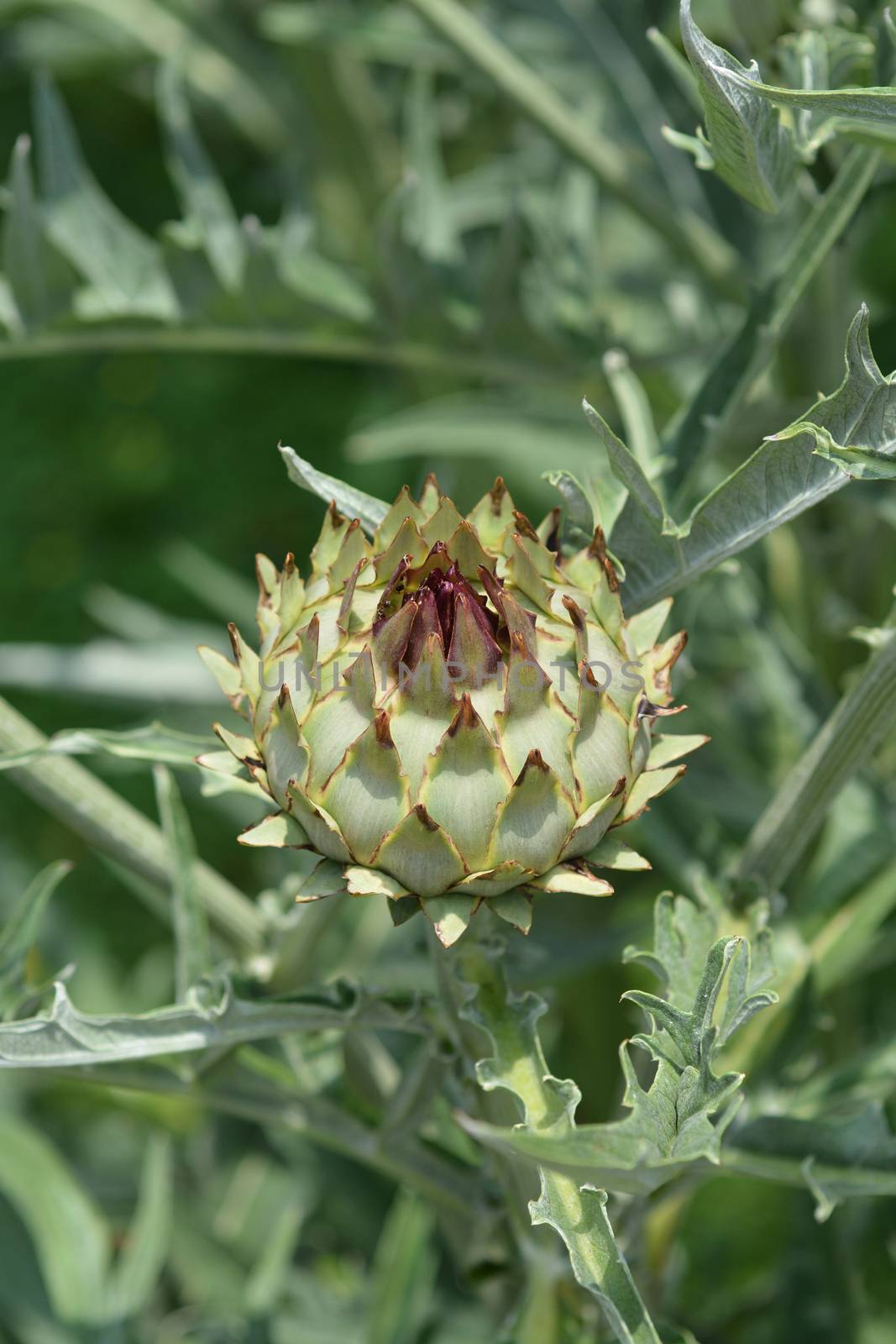 Artichoke thistle by nahhan