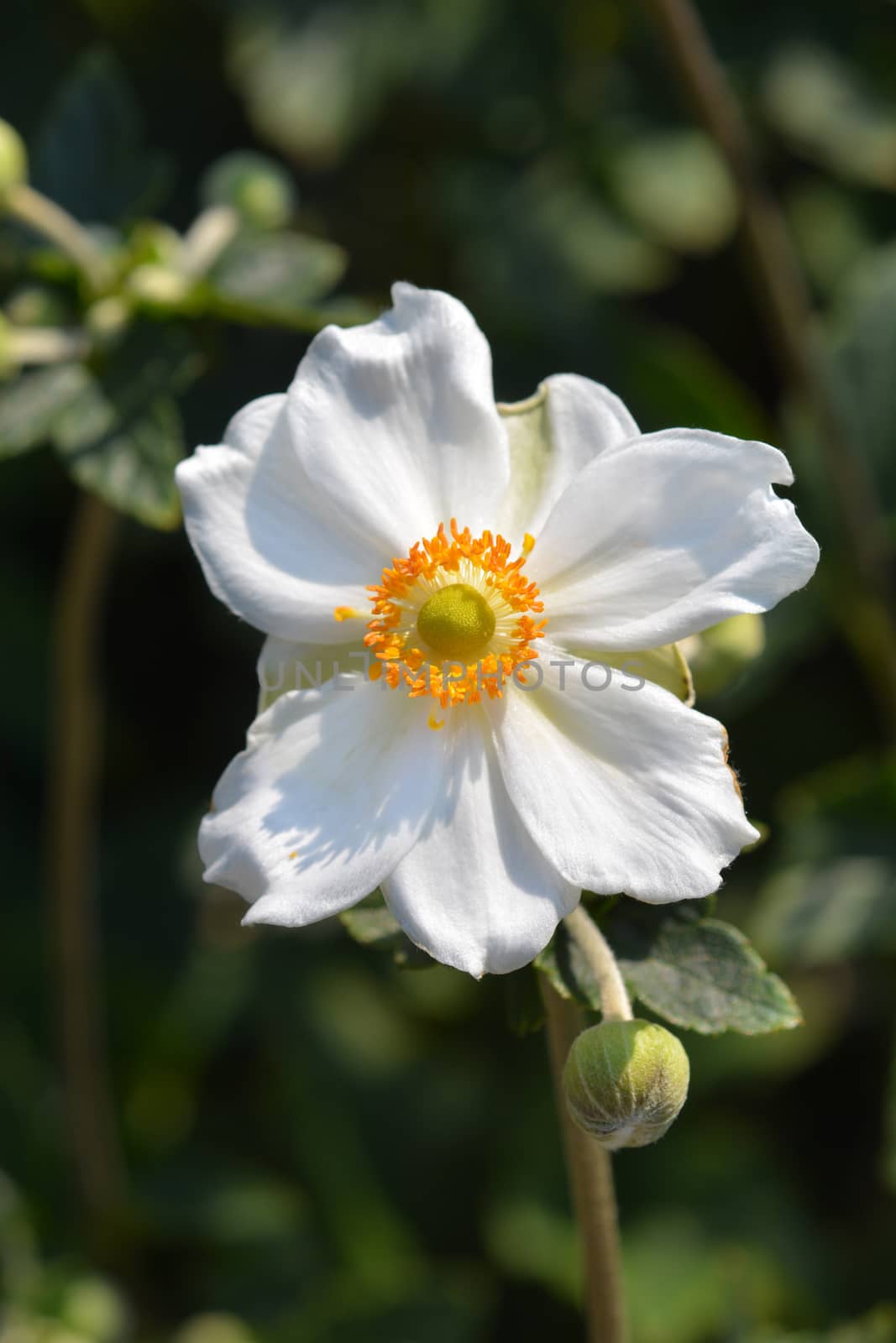 Japanese anemone Honorine Jobert - Latin name - Anemone * hybrida Honorine Jobert