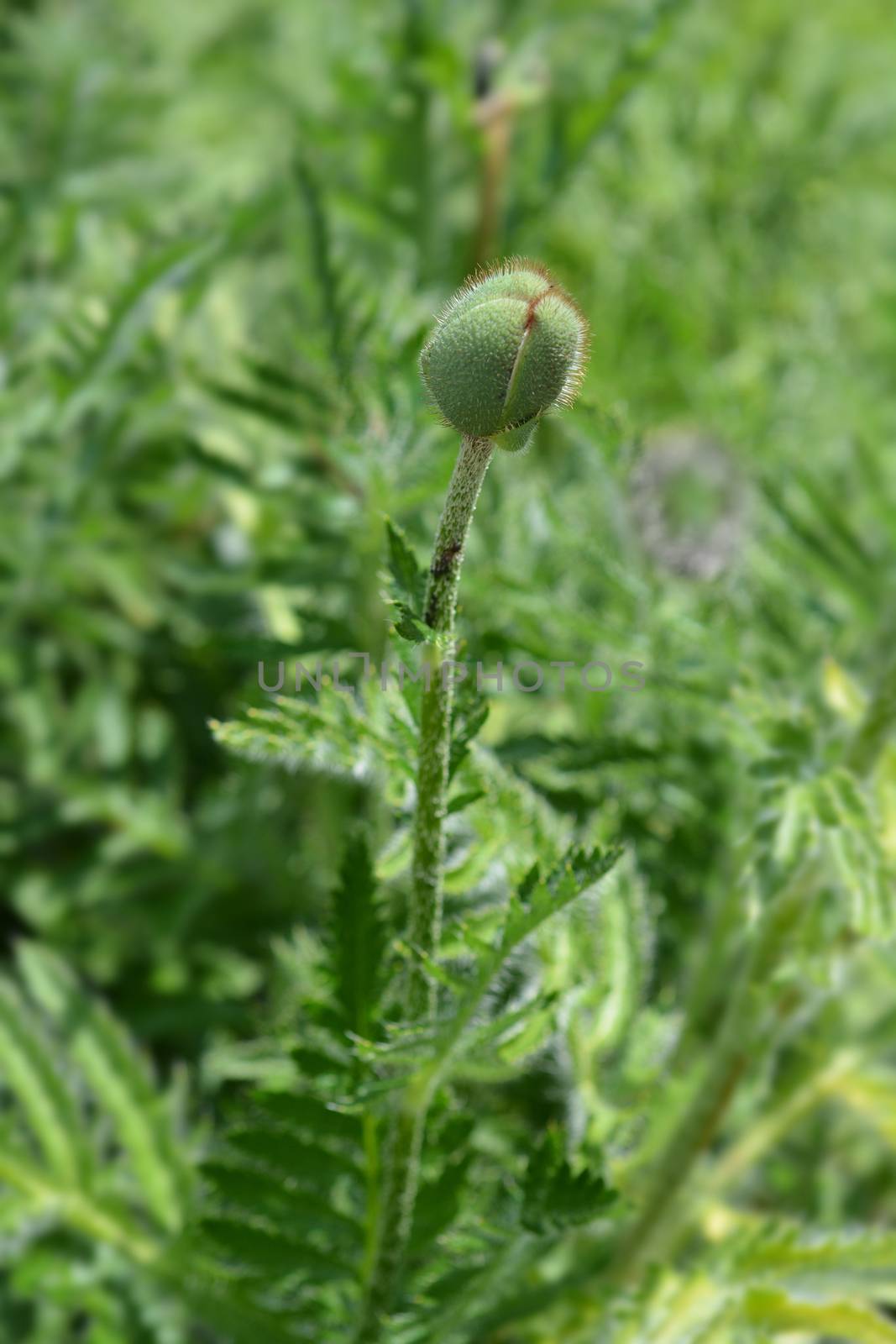 Oriental poppy flower bud - Latin name - Papaver orientale Feuerriese