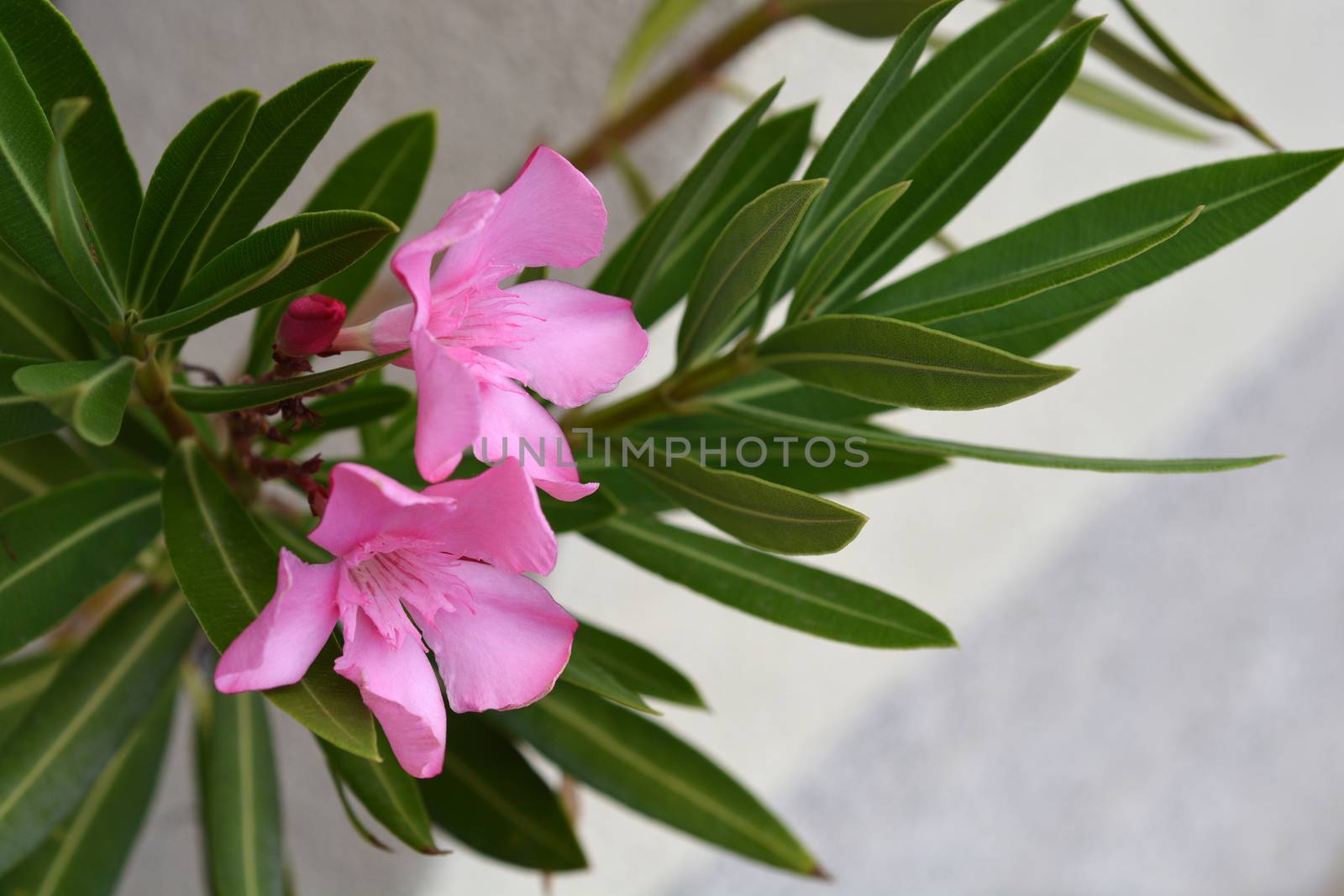 Common oleander pink flowers - Latin name - Nerium oleander