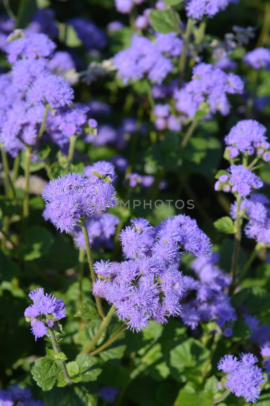 Blue flossflower close up - Latin name - Ageratum houstonianum