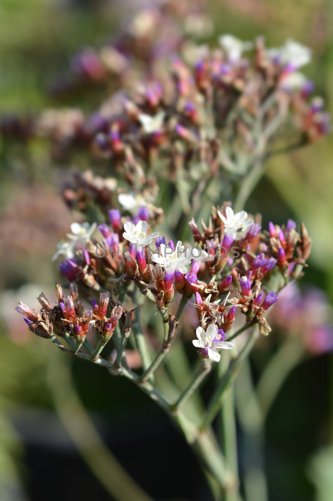 Salt Lake Sea Lavender by nahhan