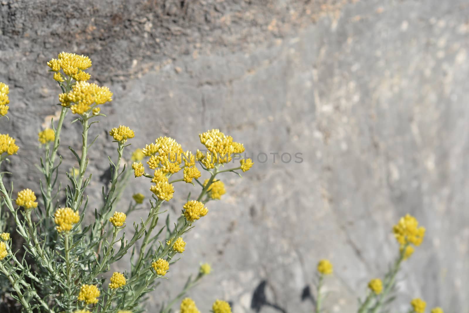 Italian everlasting yellow flowers - Latin name - Helichrysum italicum