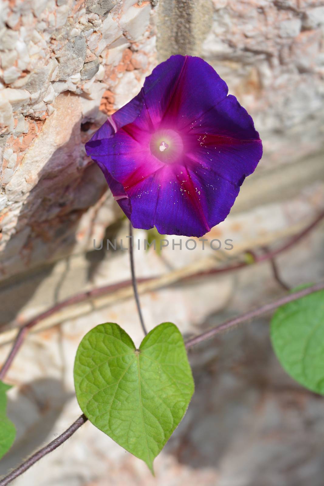 Common morning glory by nahhan