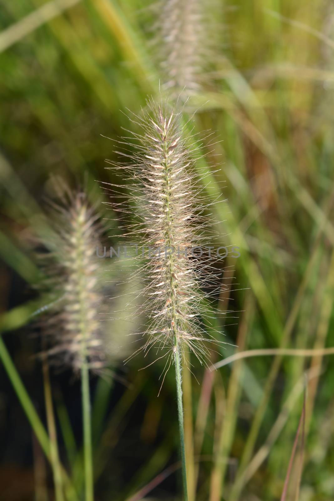 Chinese fountain grass Hameln by nahhan