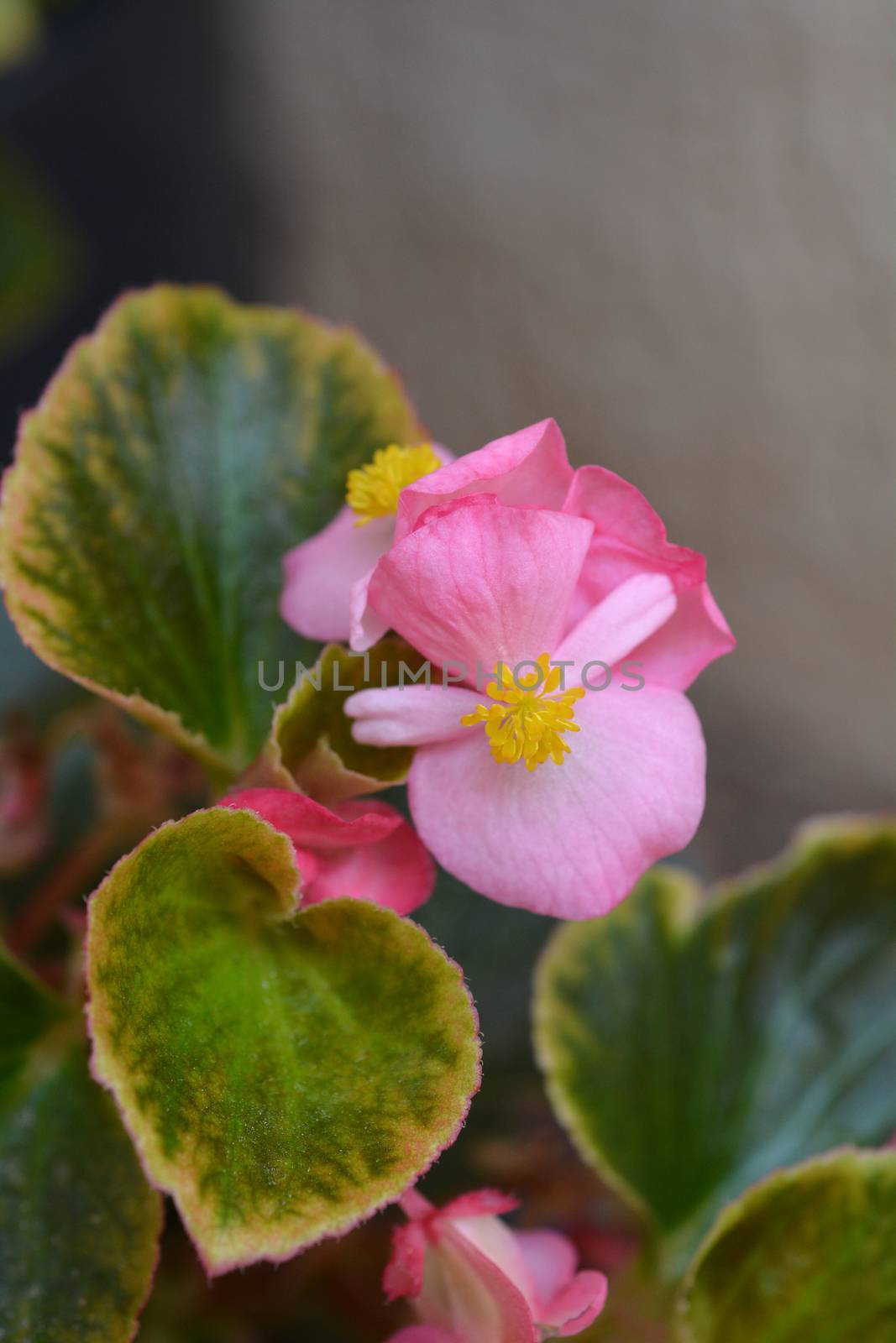 Pink wax begonia - Latin name - Begonia semperflorens