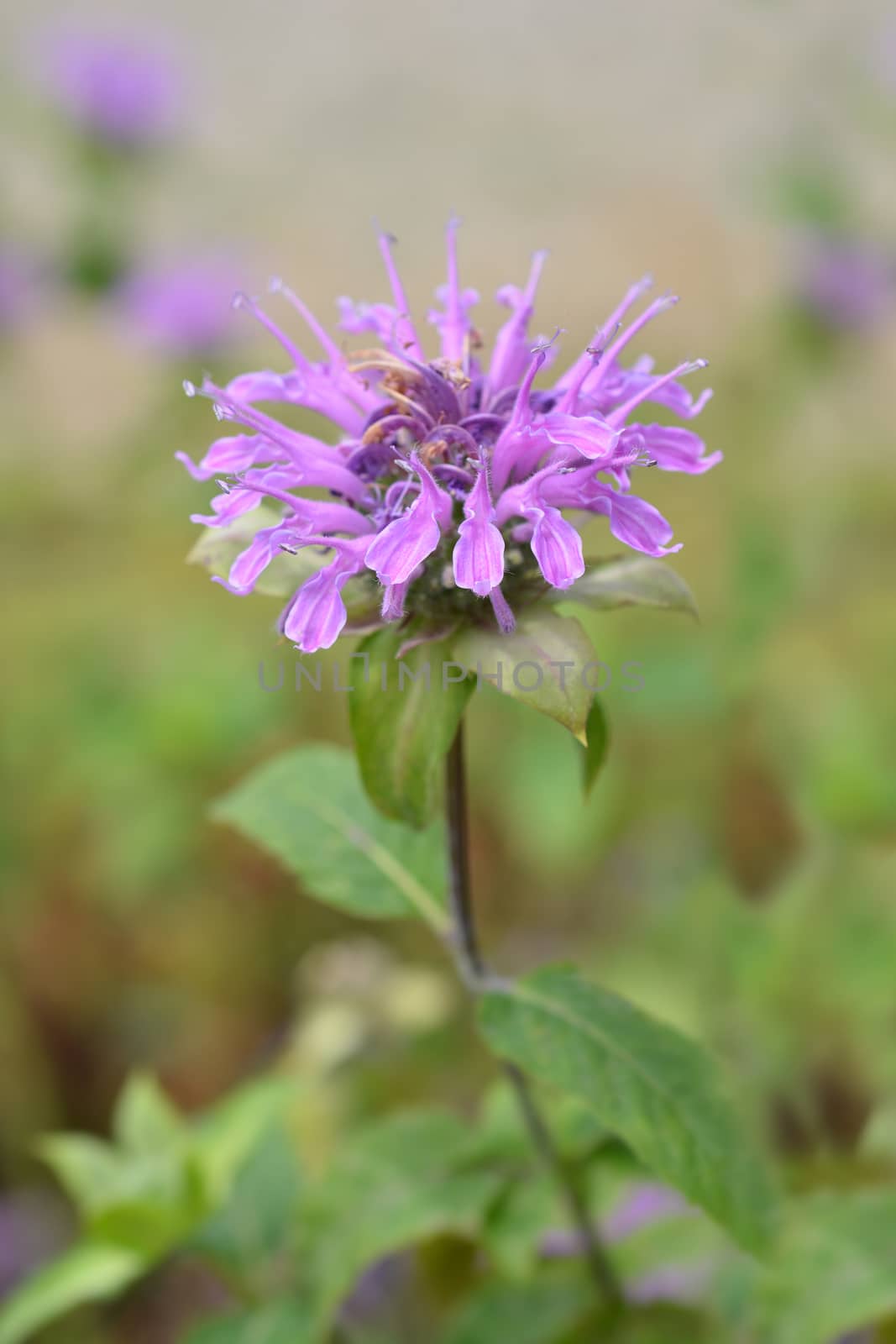 Bee balm Violacea - Latin name - Monarda didyma Violacea