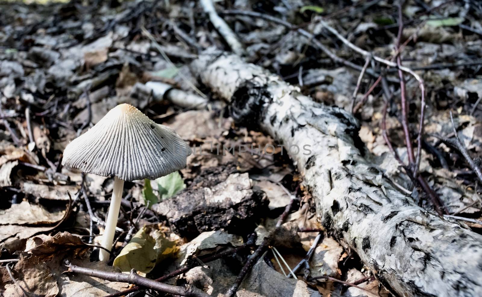 young mushroom grow near the roots of the tree