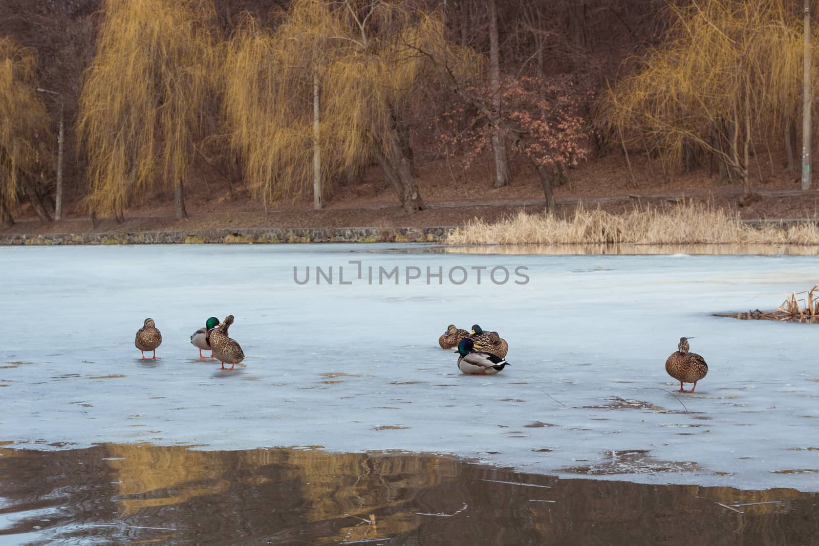 Winter city garden with ice frozen pond and flock of ducks