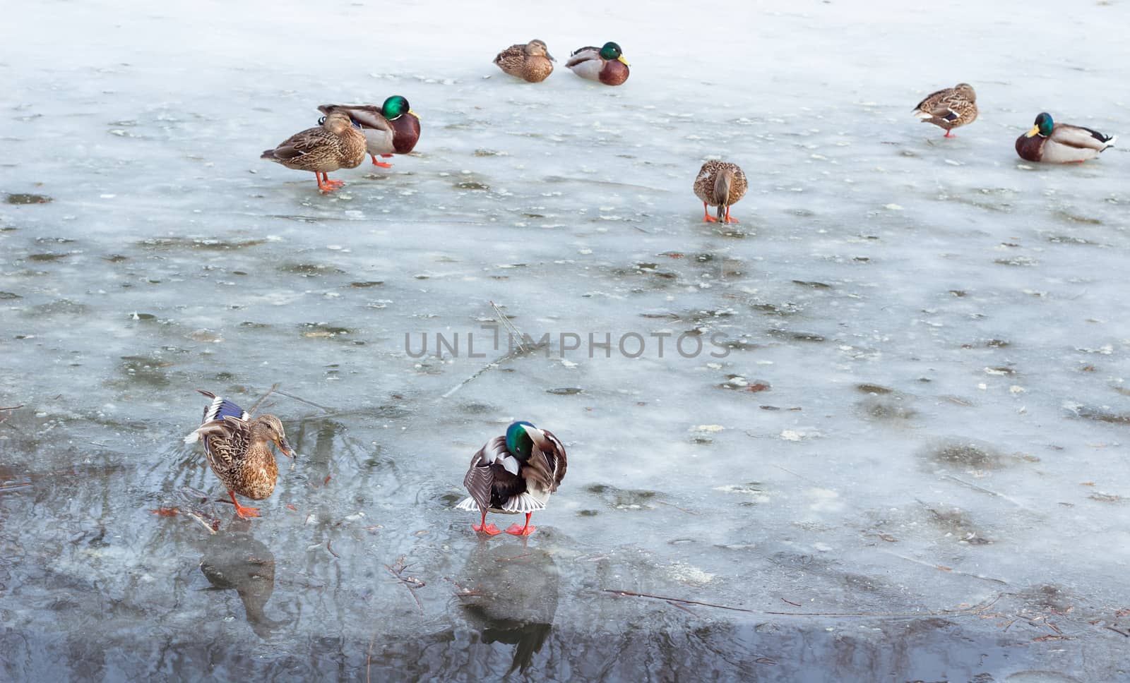 Flock of ducks playing on winter ice frozen park pond by VeraVerano