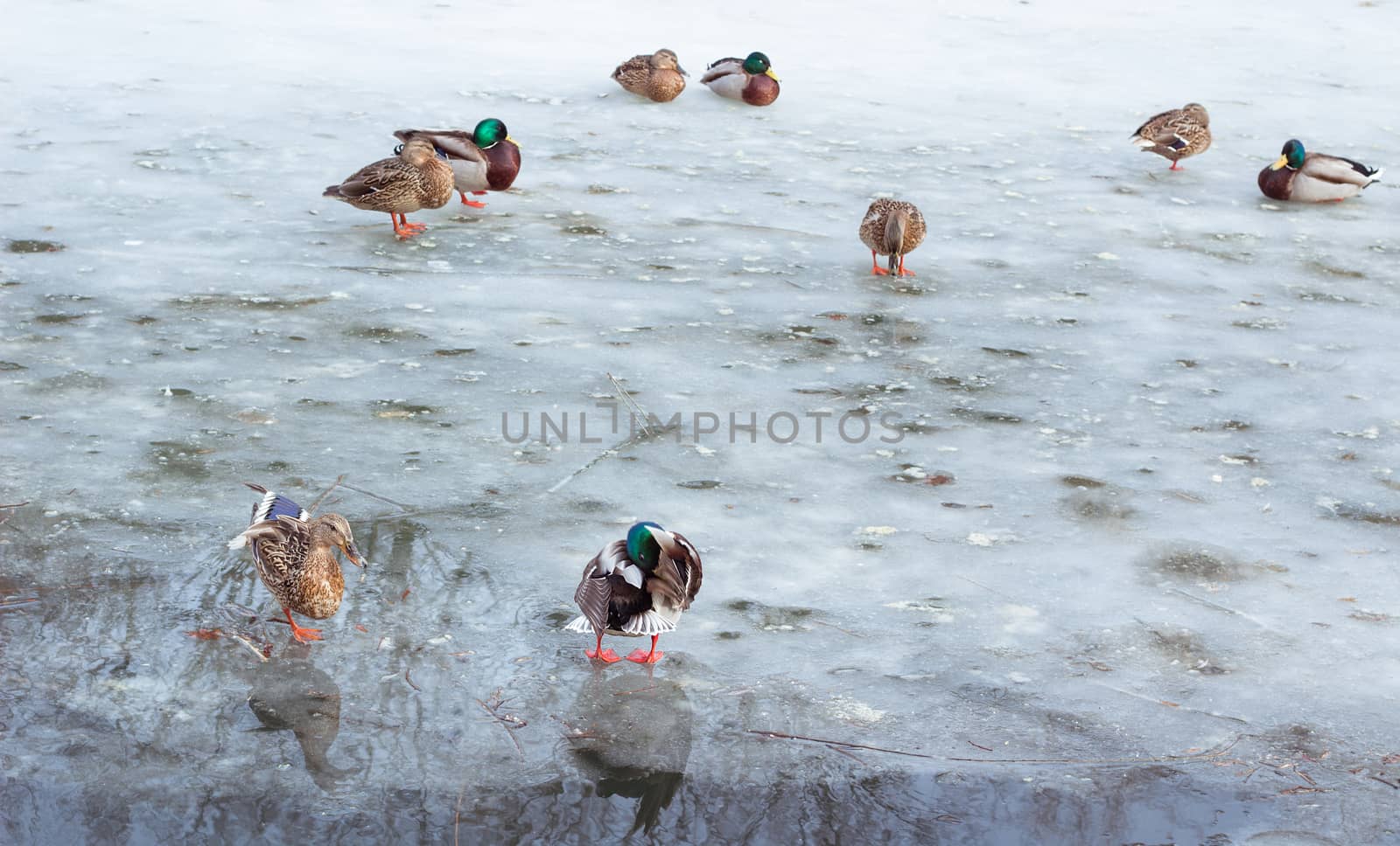 Flock of ducks playing and floating on winter ice frozen city park pond