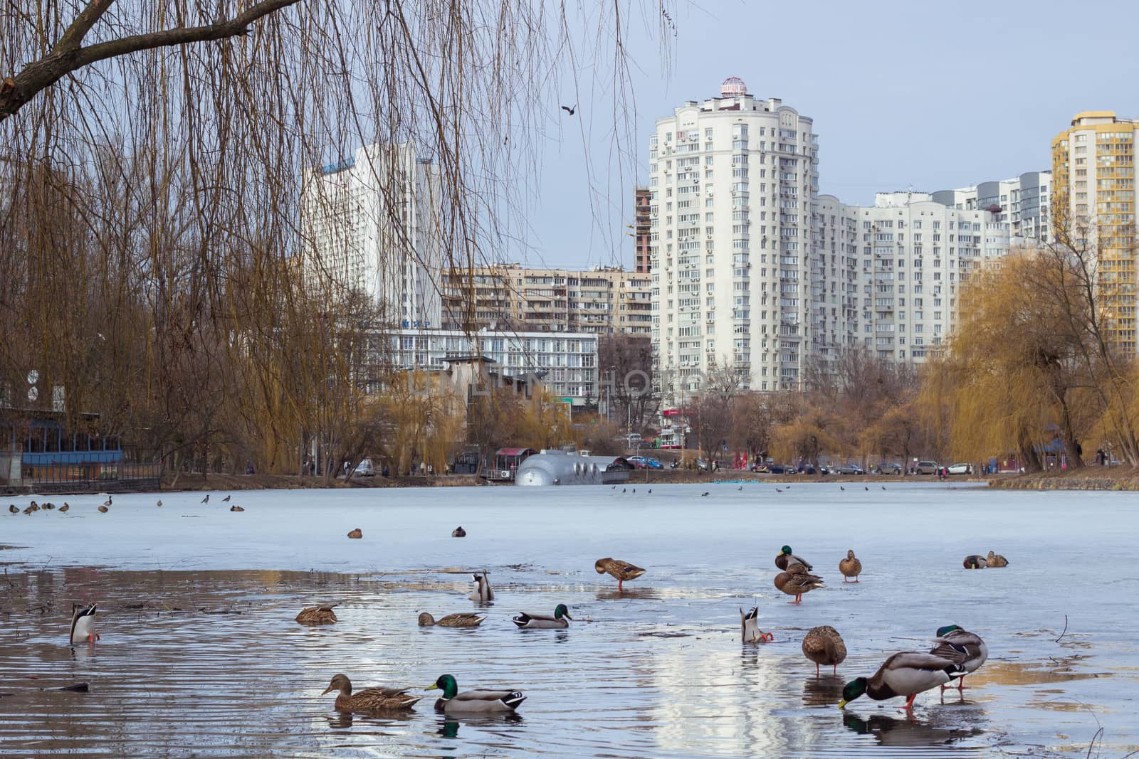 Winter city park, icy frozen pond, flock of ducks by VeraVerano