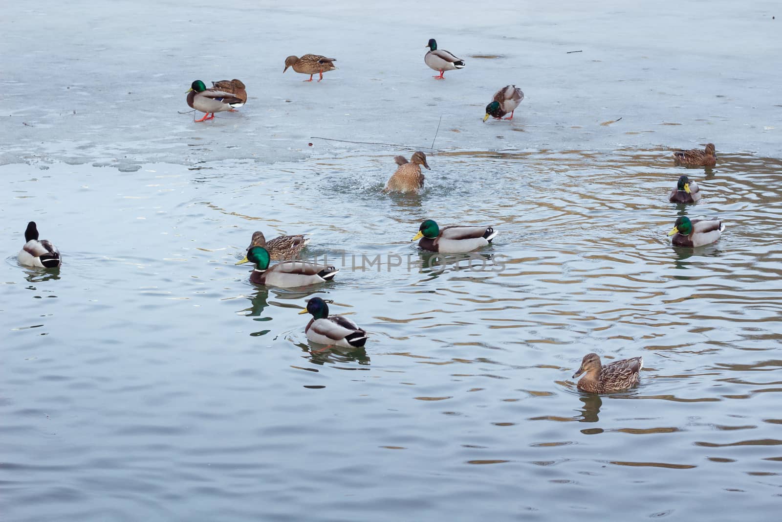 Flock of ducks floating on winter frozen park pond by VeraVerano