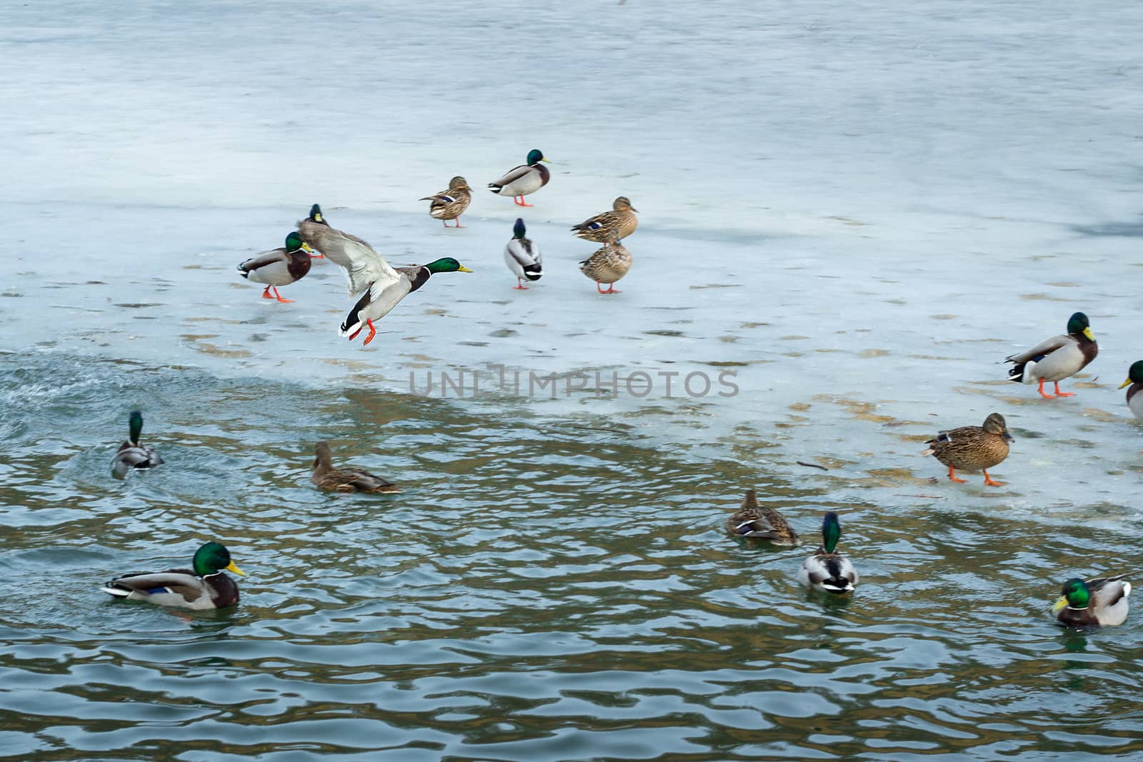 Flock of ducks playing and floating on winter ice frozen city park pond