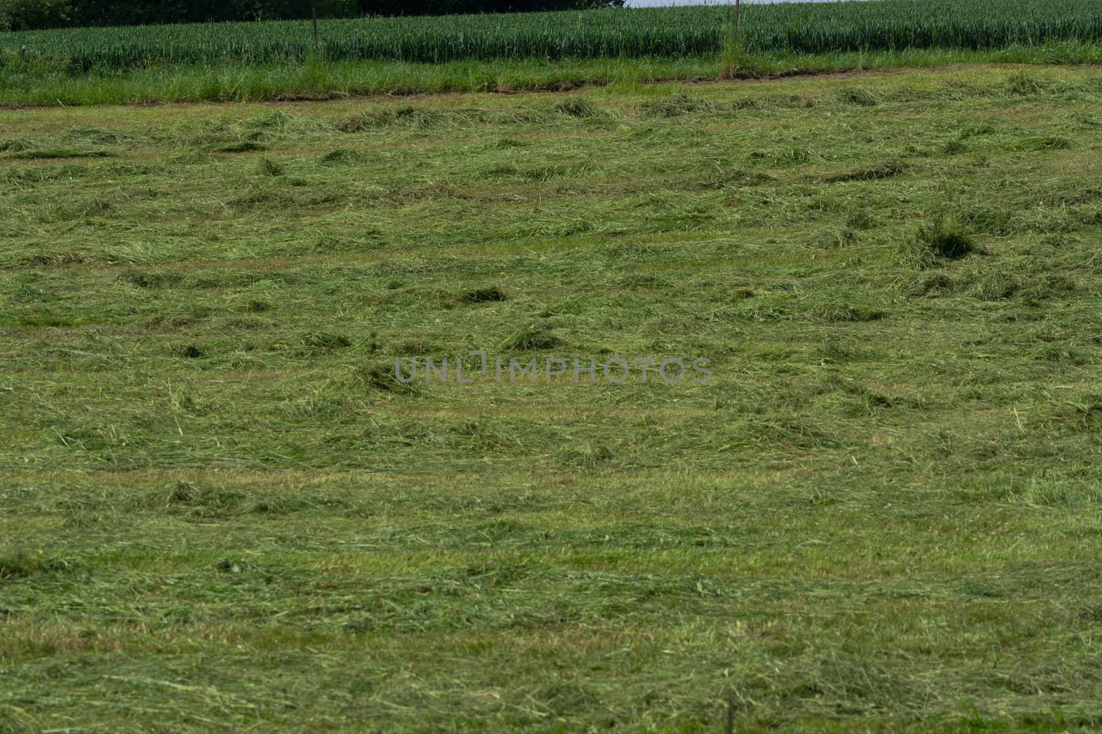 Meadow mown by the farmer                