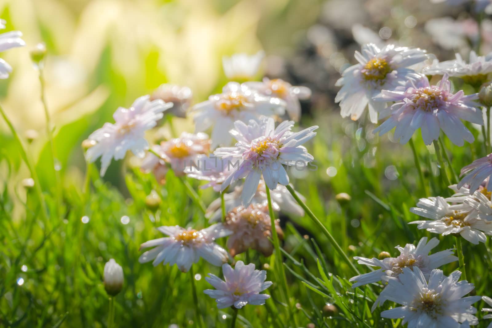 The background image of the colorful flowers, background nature