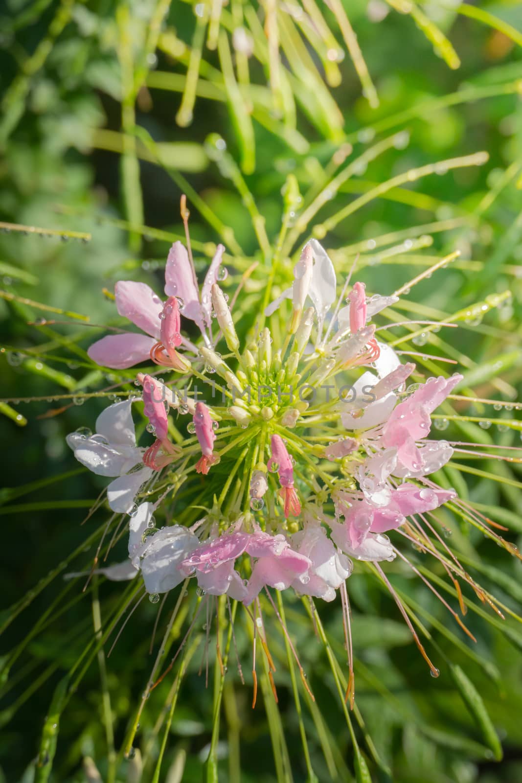 The background image of the colorful flowers, background nature