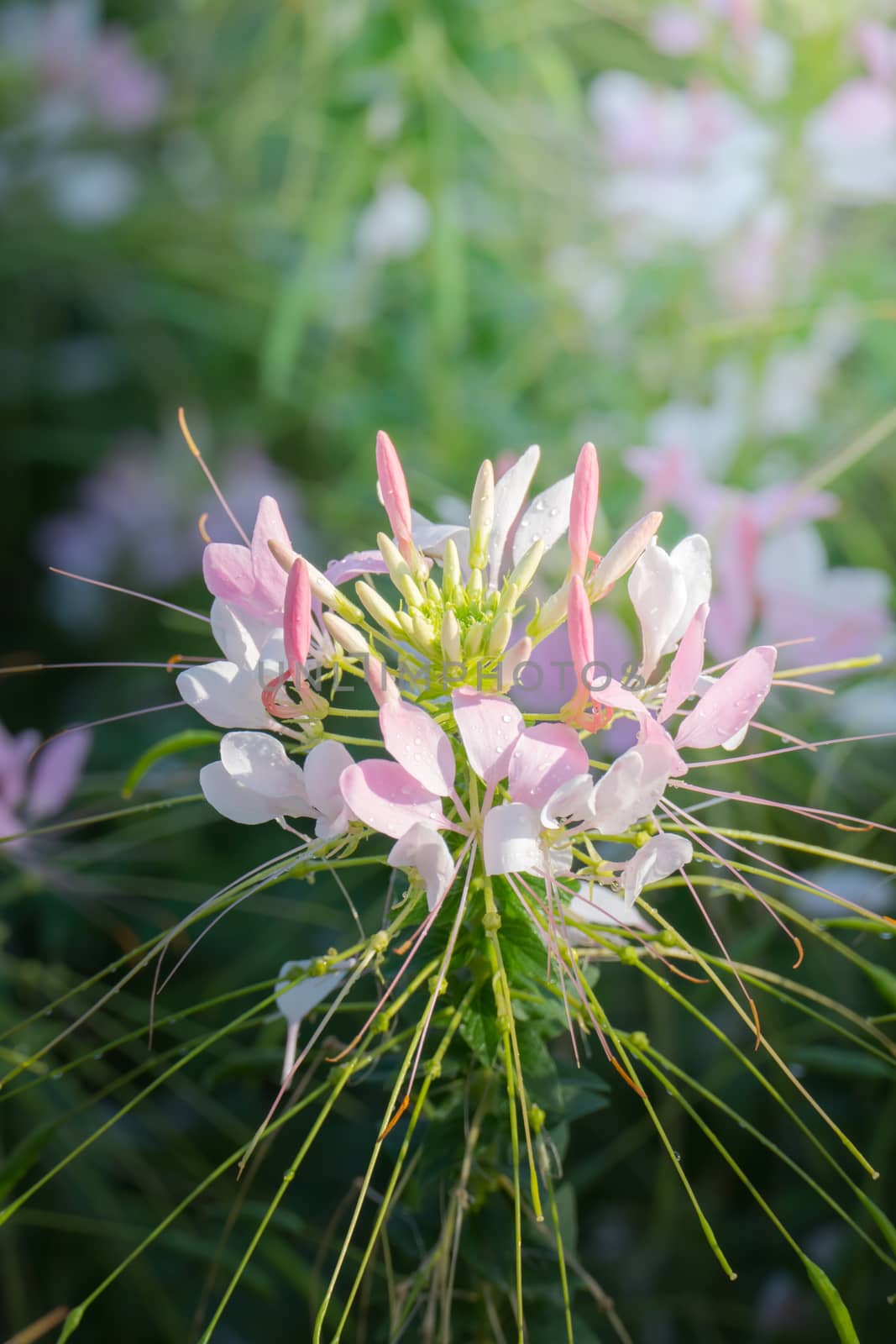 The background image of the colorful flowers, background nature