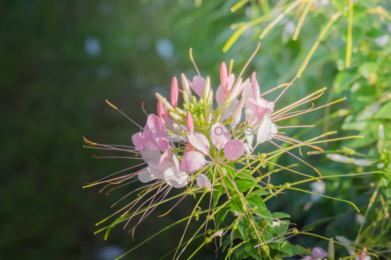 The background image of the colorful flowers, background nature