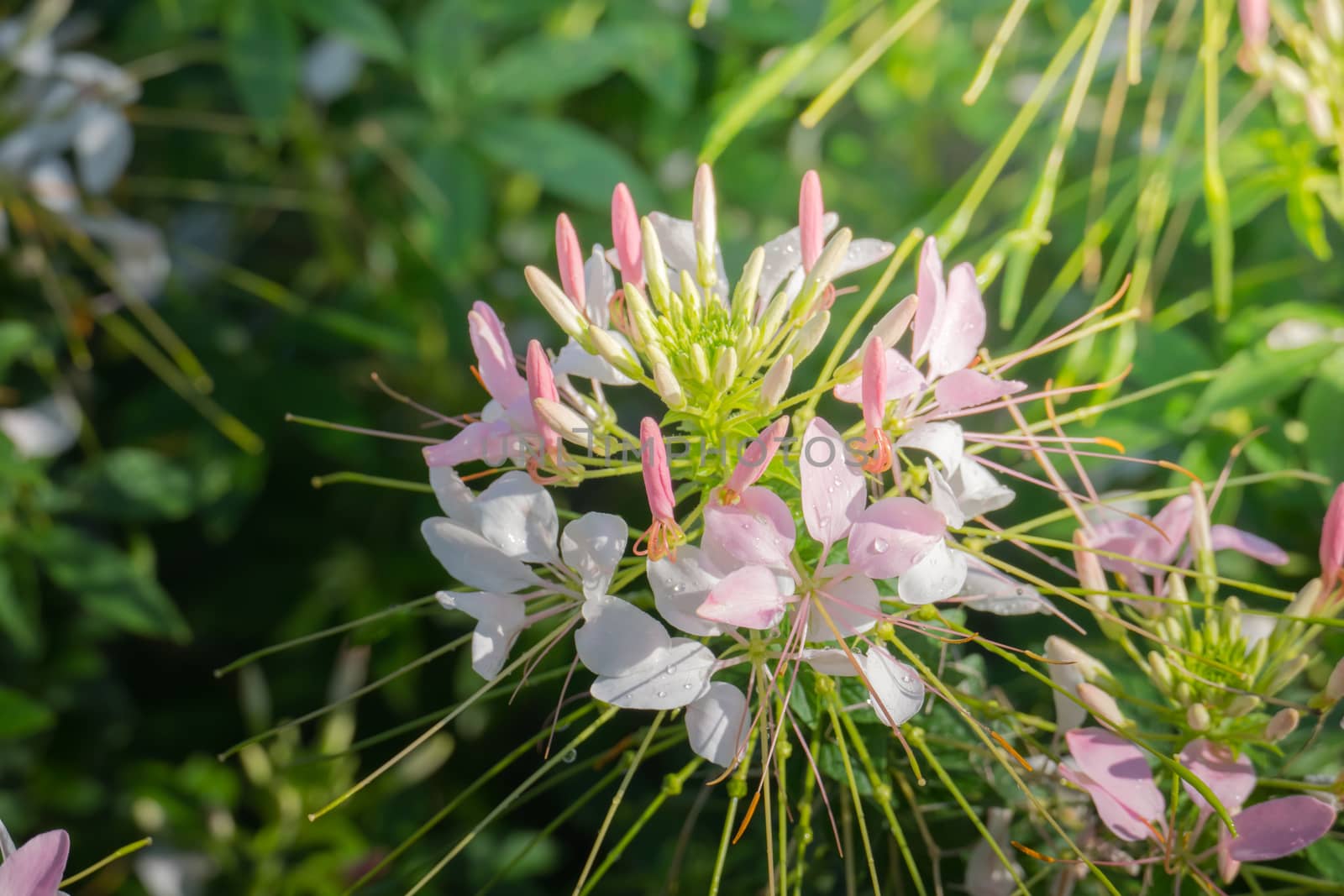 The background image of the colorful flowers, background nature