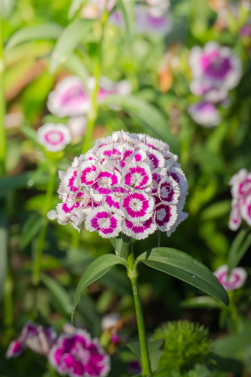 The background image of the colorful flowers, background nature