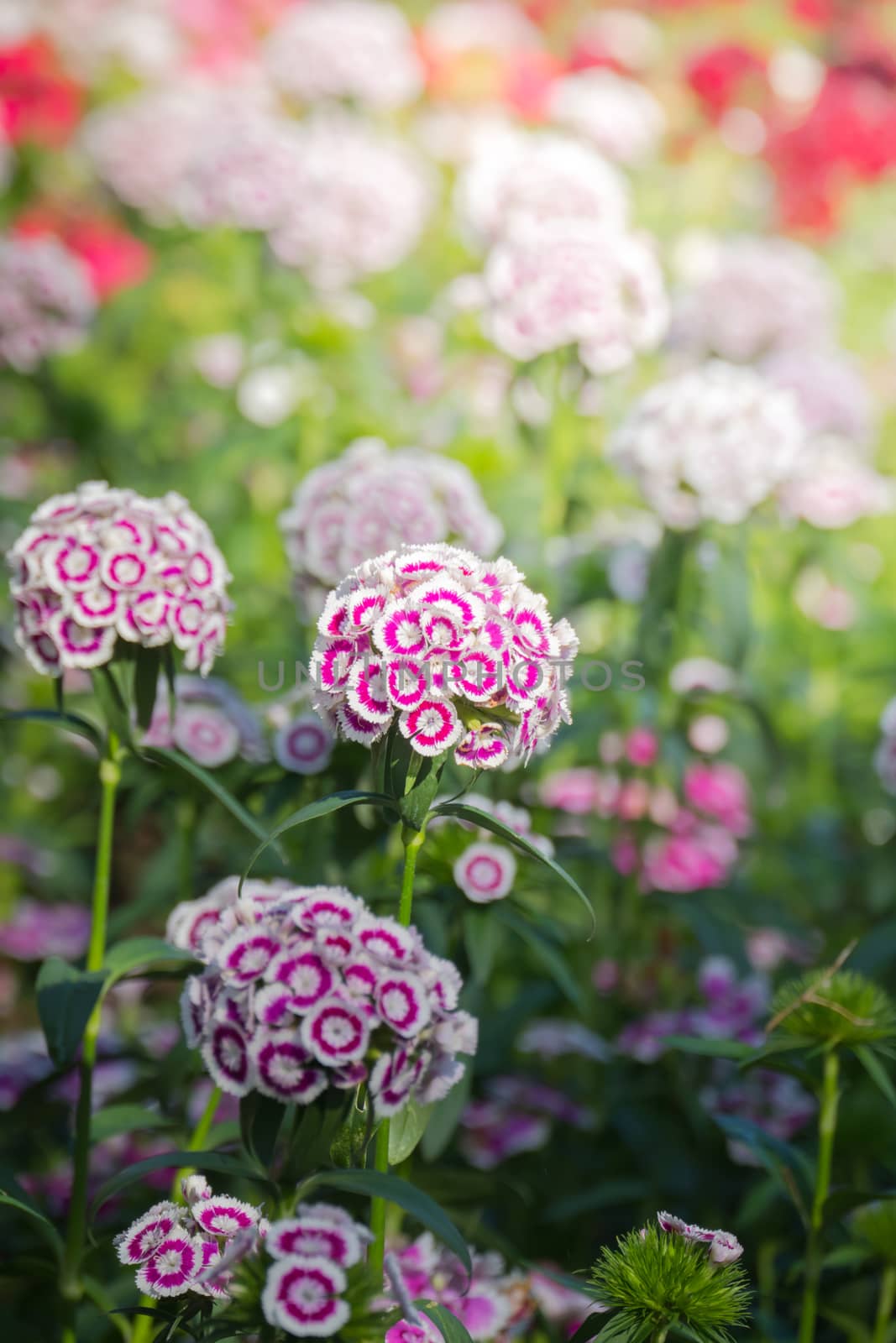 The background image of the colorful flowers, background nature