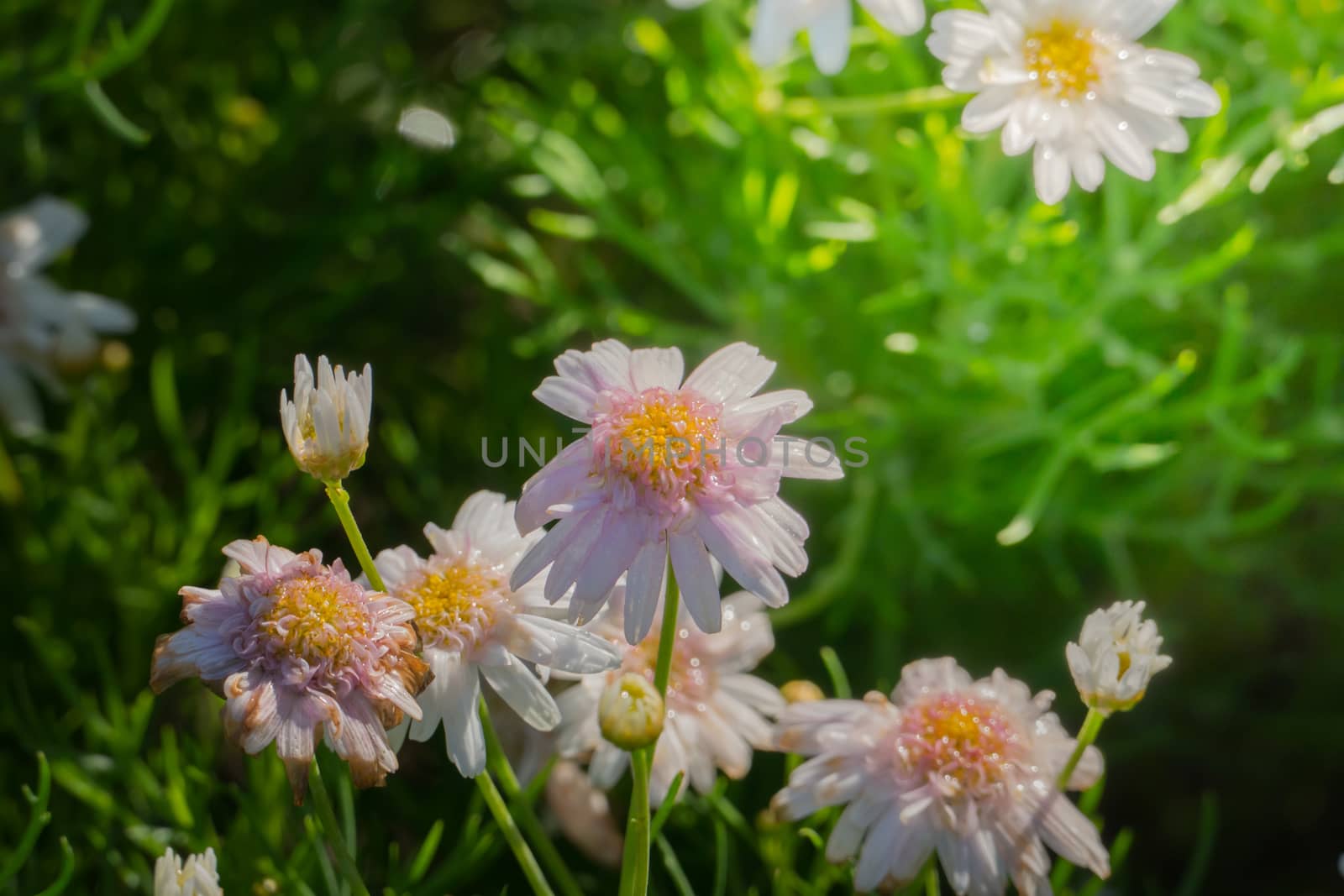 The background image of the colorful flowers, background nature