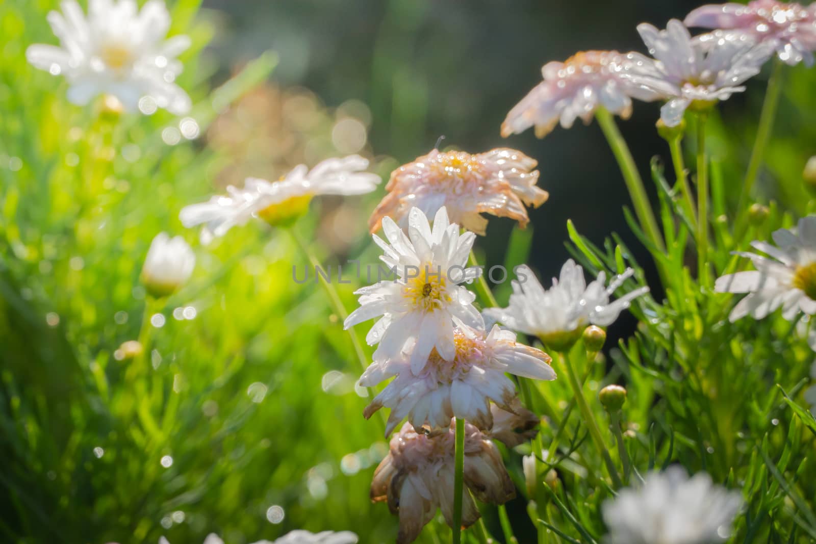 The background image of the colorful flowers, background nature