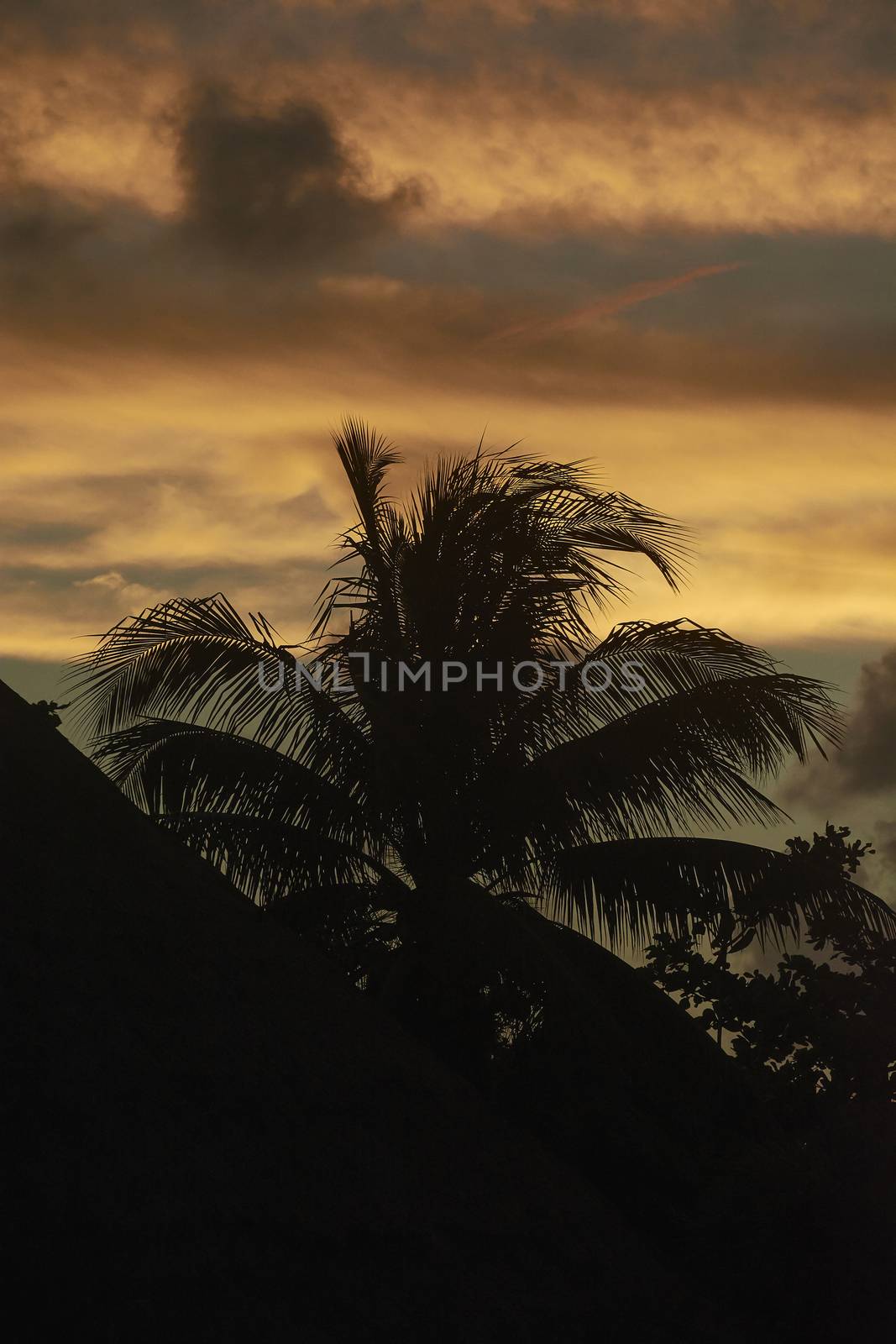 Silouette of palm trees against the backdrop of a magnificent sunset in Xpu-Ha beach in Mexico.
