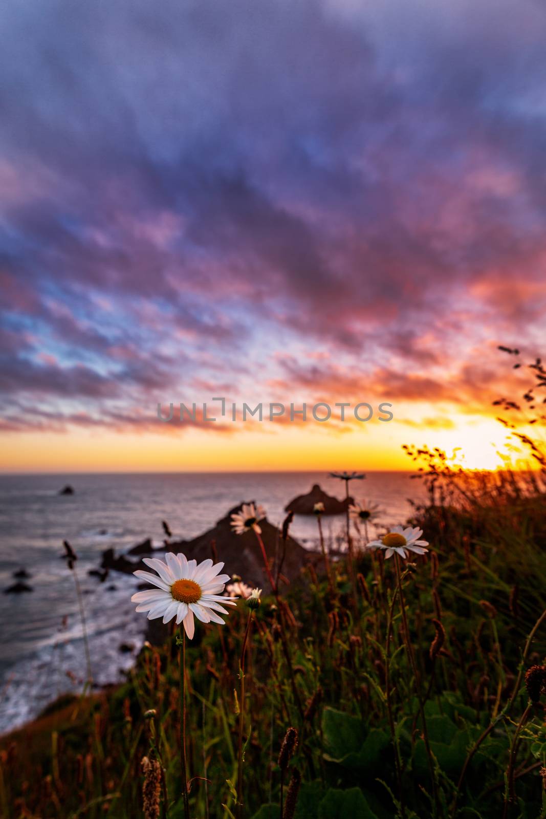 Landscape color image of a beautiful Pacific Northewest sunset with wildflowers in the foreground.