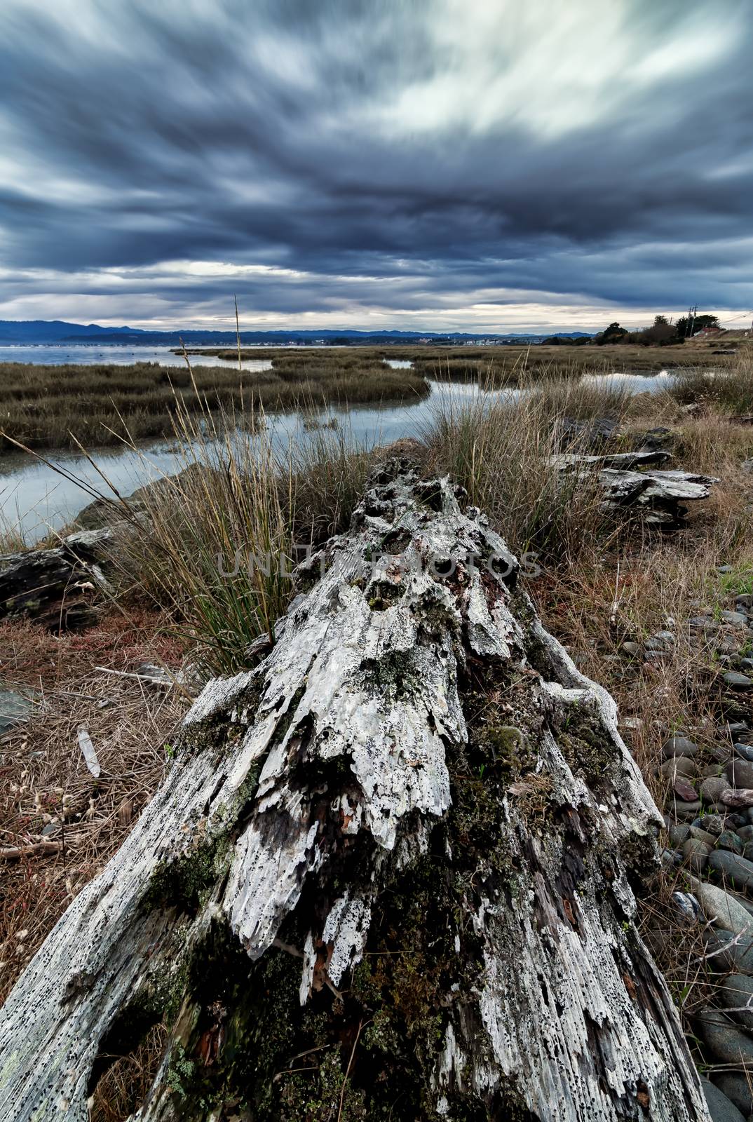 Old weathered log rests along the bay with an approaching rainstorm.