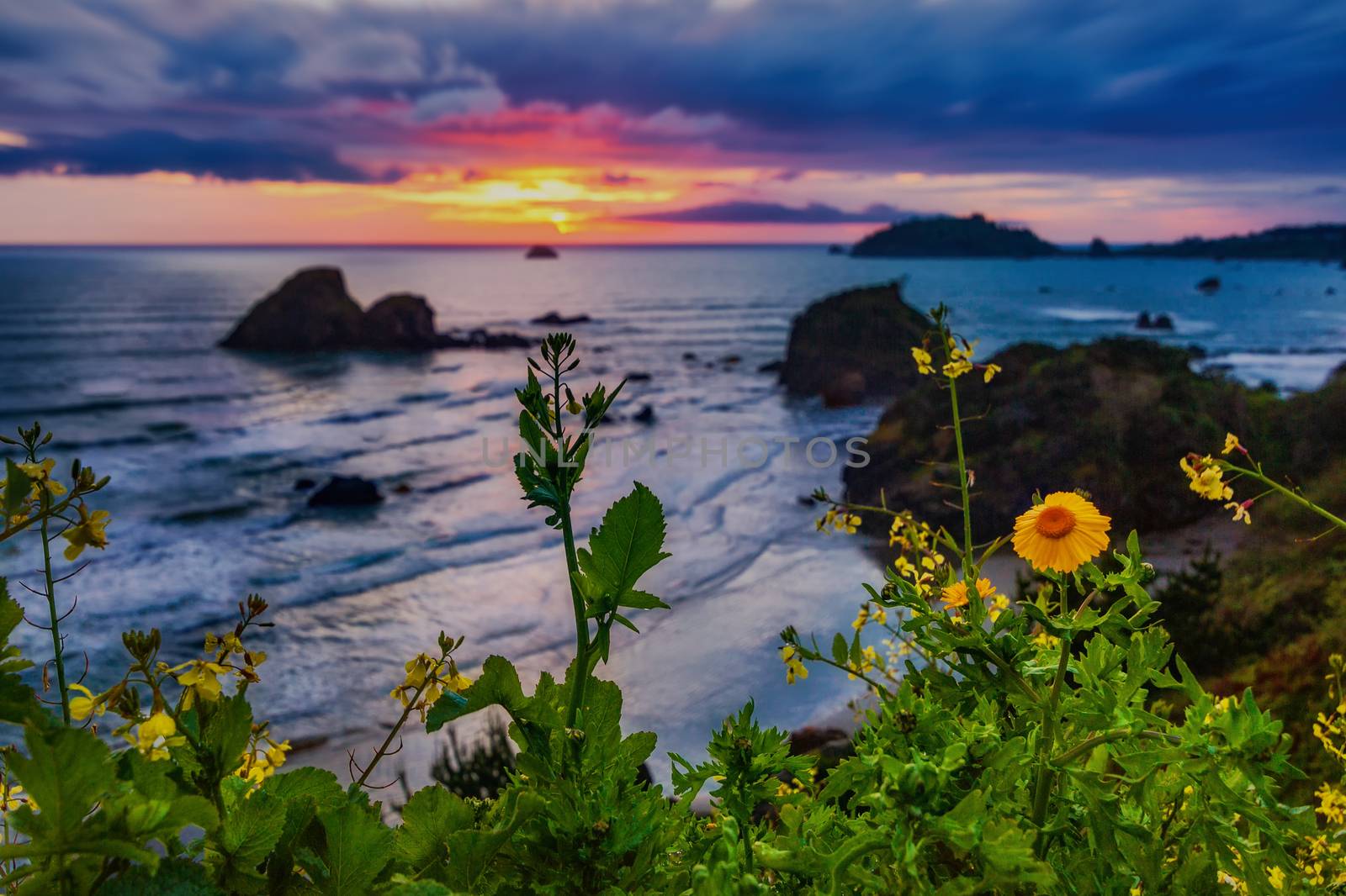 Landscape color image of a beautiful Pacific Northewest sunset with wildflowers in the foreground.