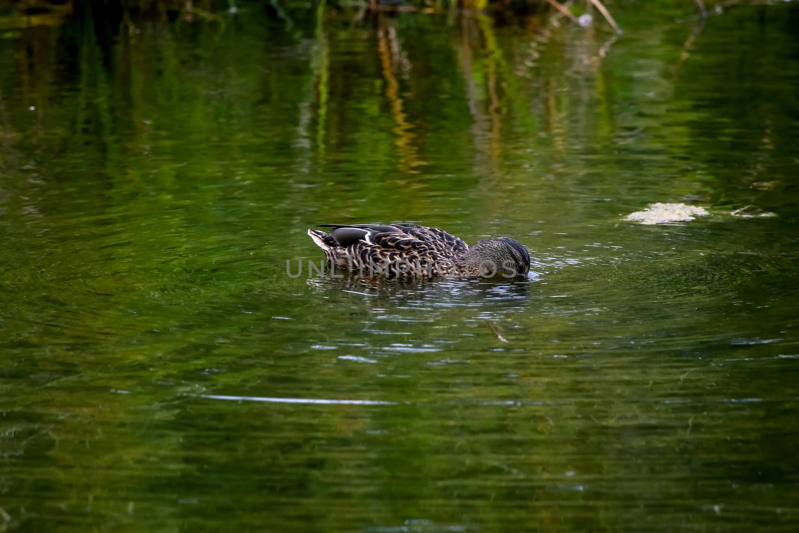 Floating waterfowl duck, wild bird swimming on the lake, wildlife landscape. Duck swimming on lake in Kemeri National park. Amazing duck bird swims in Kaniera lake, Latvia.