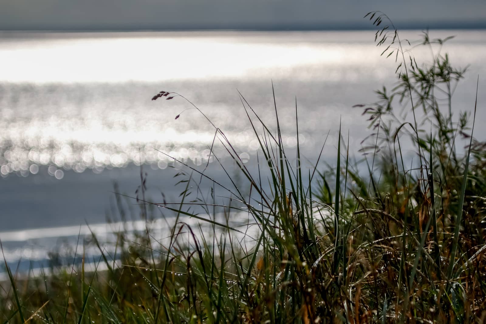 Coast with grass and Baltic sea. Landscape of Baltic sea coast with shimmering water. Long grass on the seashore in Latvia. Baltic seas coast overgrown with the grass.