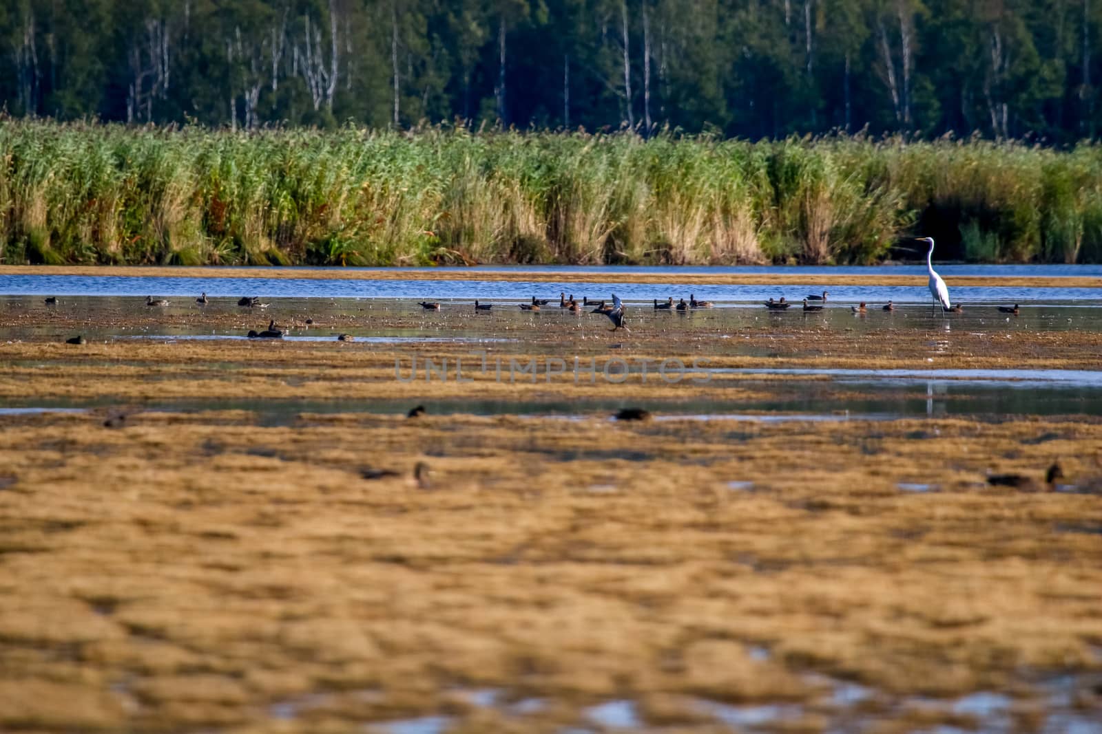 Floating waterfowl, young ducks and heron, wild birds swimming on the lake, wildlife landscape. Birds swimming on lake in Kemeri National park. Birds swims in Slokas lake, Latvia. Large colony with birds swims in the lake.