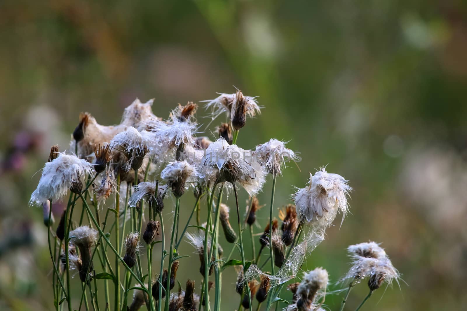 Wild flowers. Deflorate flowers. Rural flowers on a green grass. Meadow with rural flowers. Wild flowers. Nature flower. Weed on field. Deflorate weeds on wild meadow.