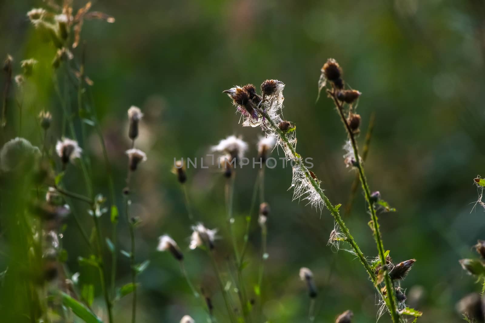 Wild flowers. Deflorate flowers. Rural flowers on a green grass. Meadow with rural flowers. Wild flowers. Nature flower. Weed on field. Deflorate weeds on wild meadow.