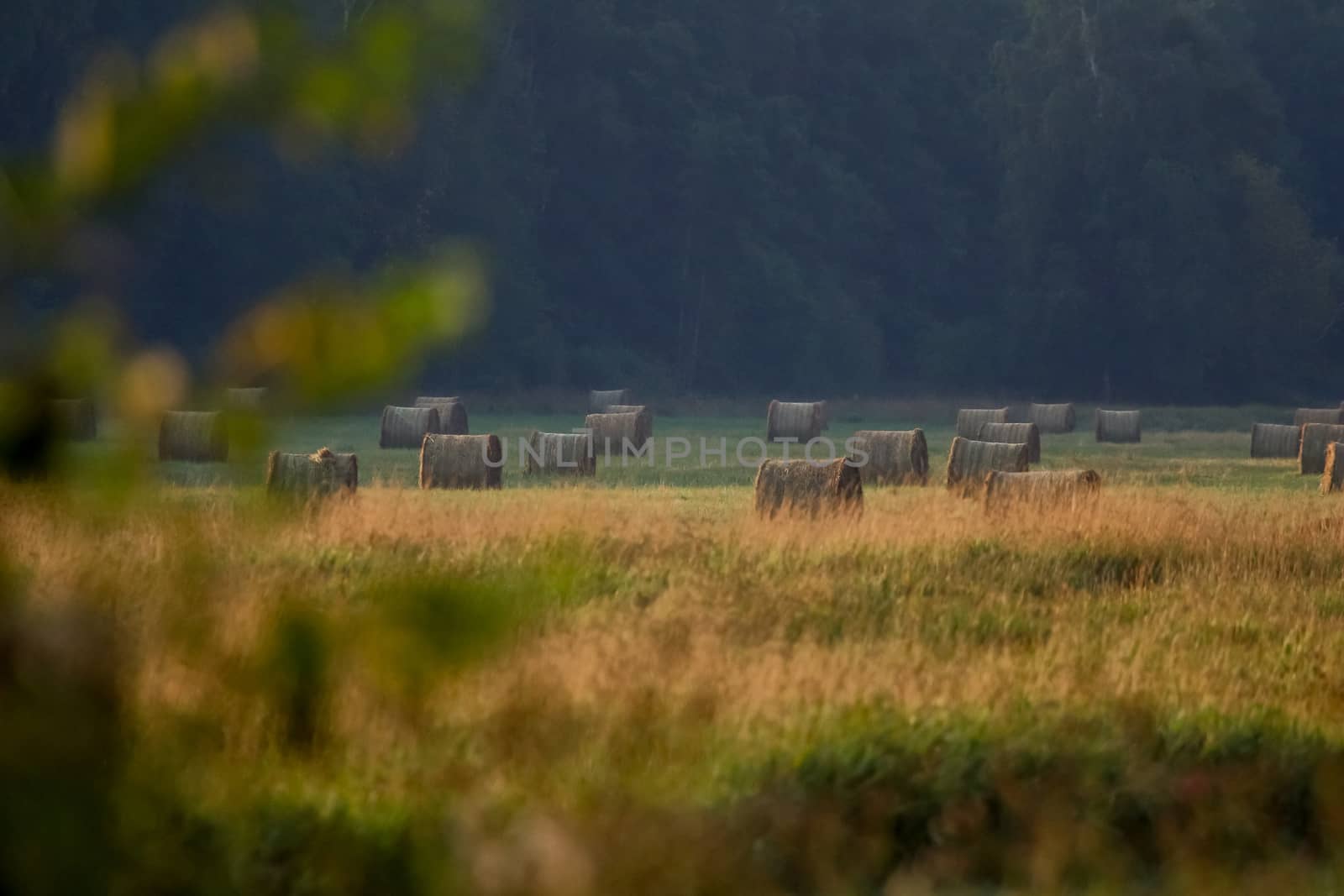 Hay bales on the field after harvest in foggy morning. Freshly rolled hay bales on field in Latvia. 
