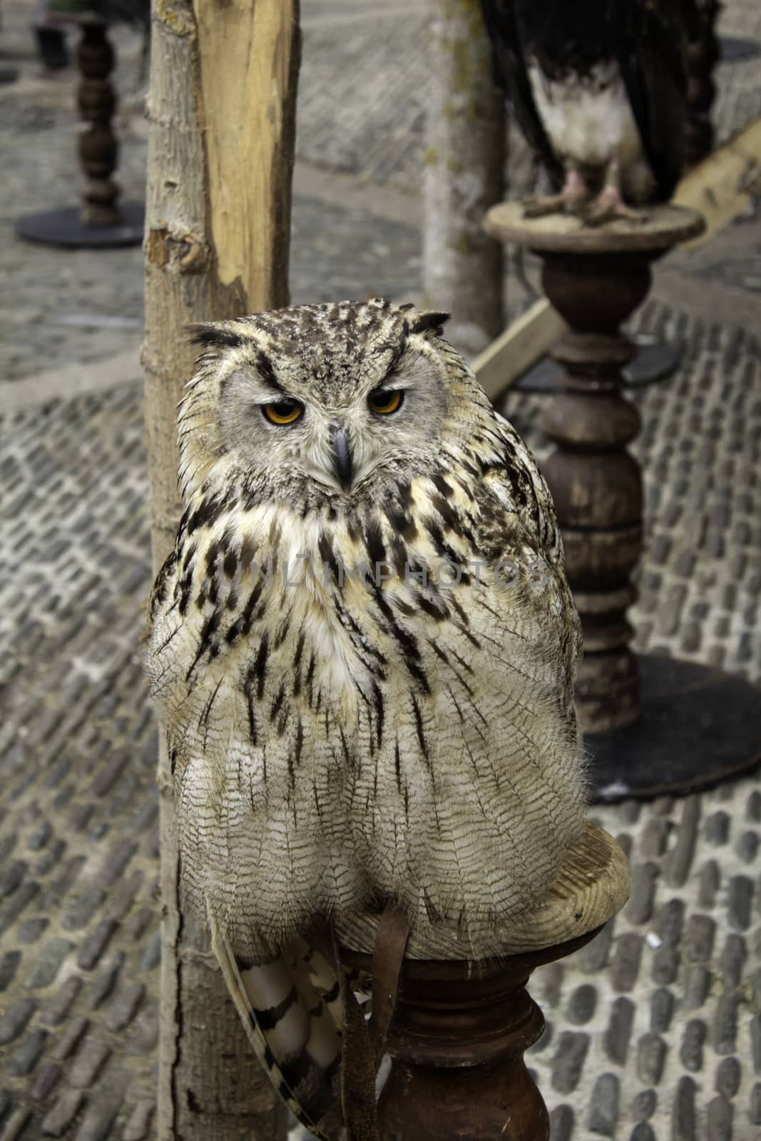 Royal Owl by celiafoto