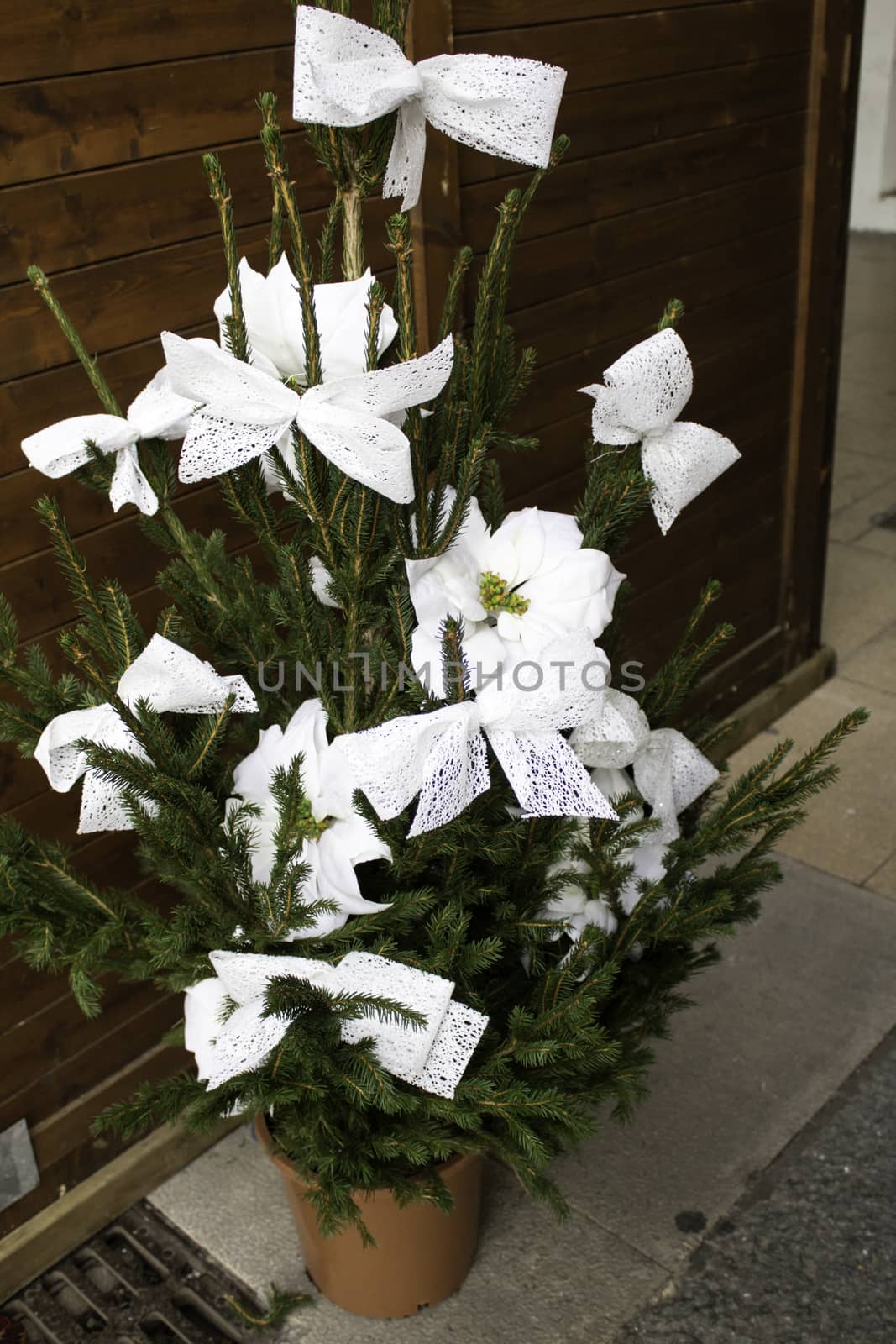 Natural white daisy in garden, snack and plants