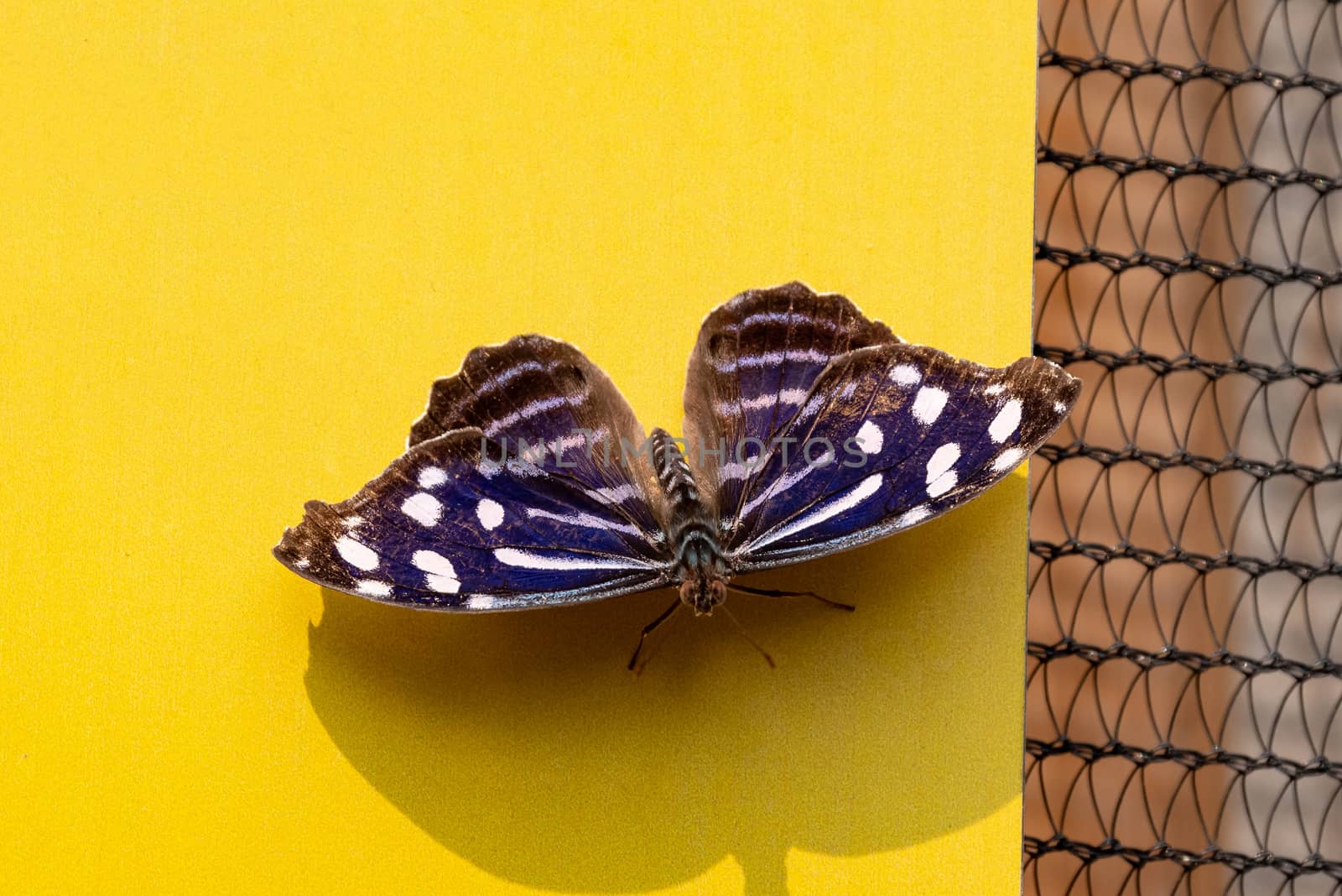 Blue Wave Butterfly on yellow background.