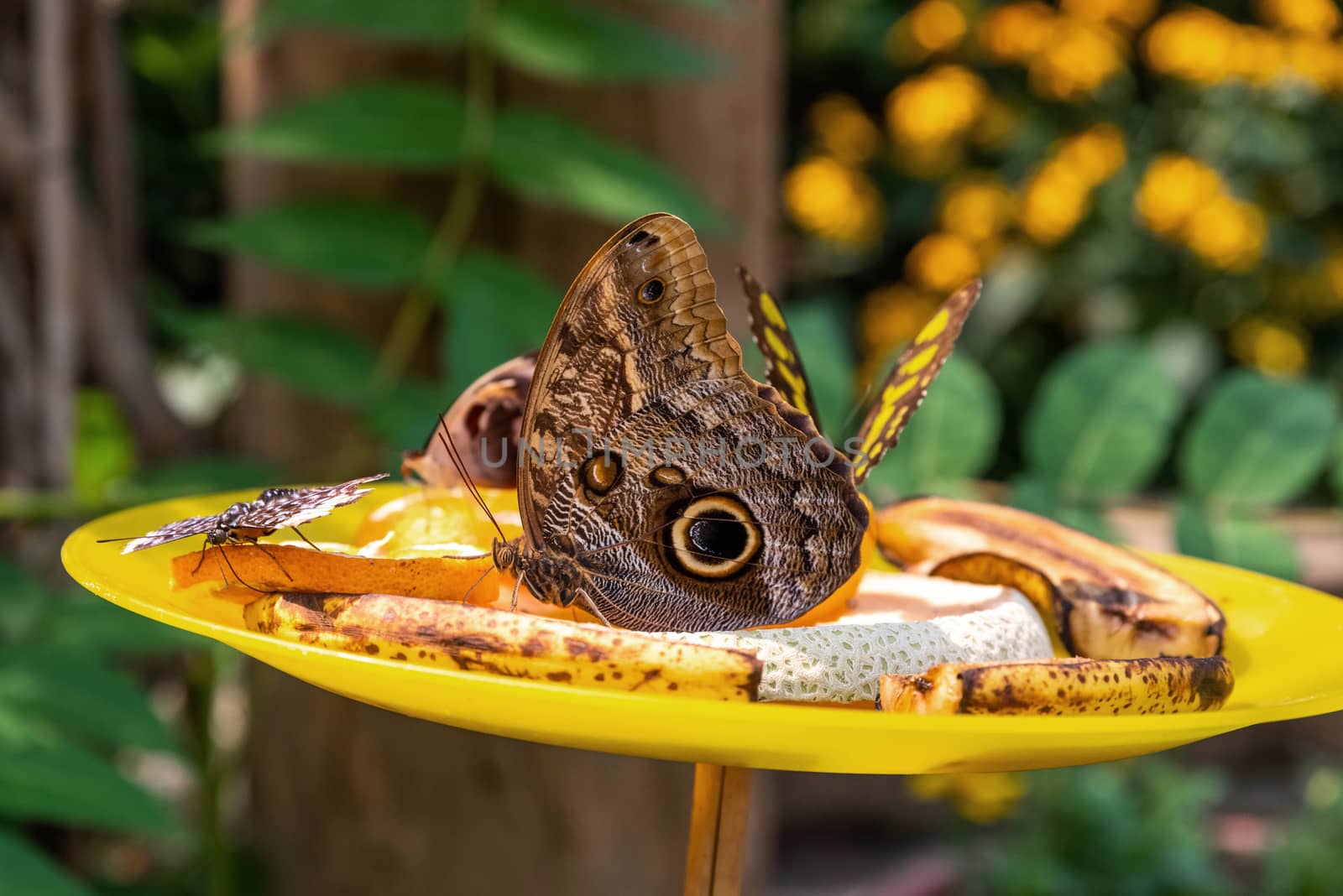 Magnificent Owl Butterfly and other butterflies on a fruit dish.