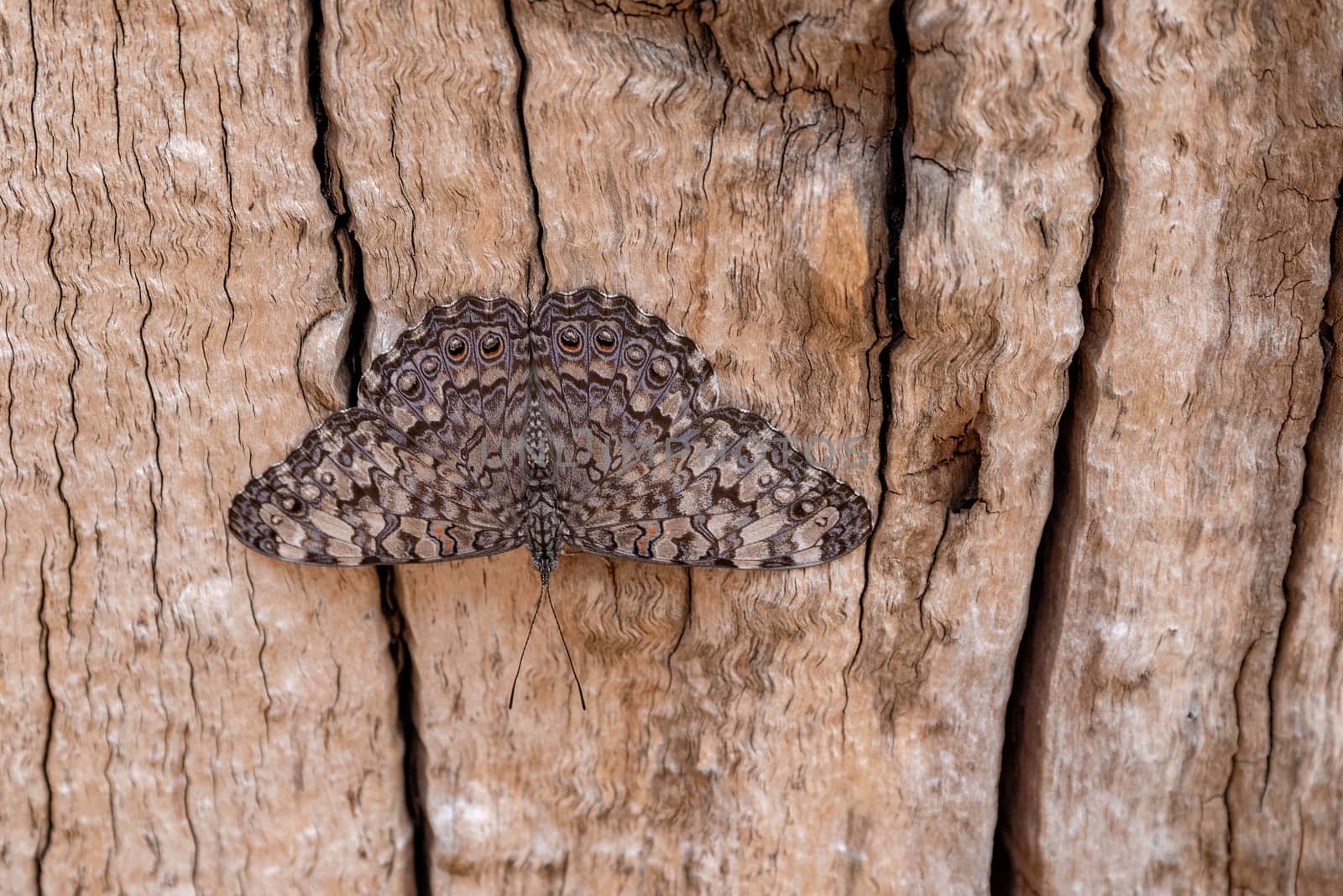 Guatemalan Cracker Butterfly on brown wood background.