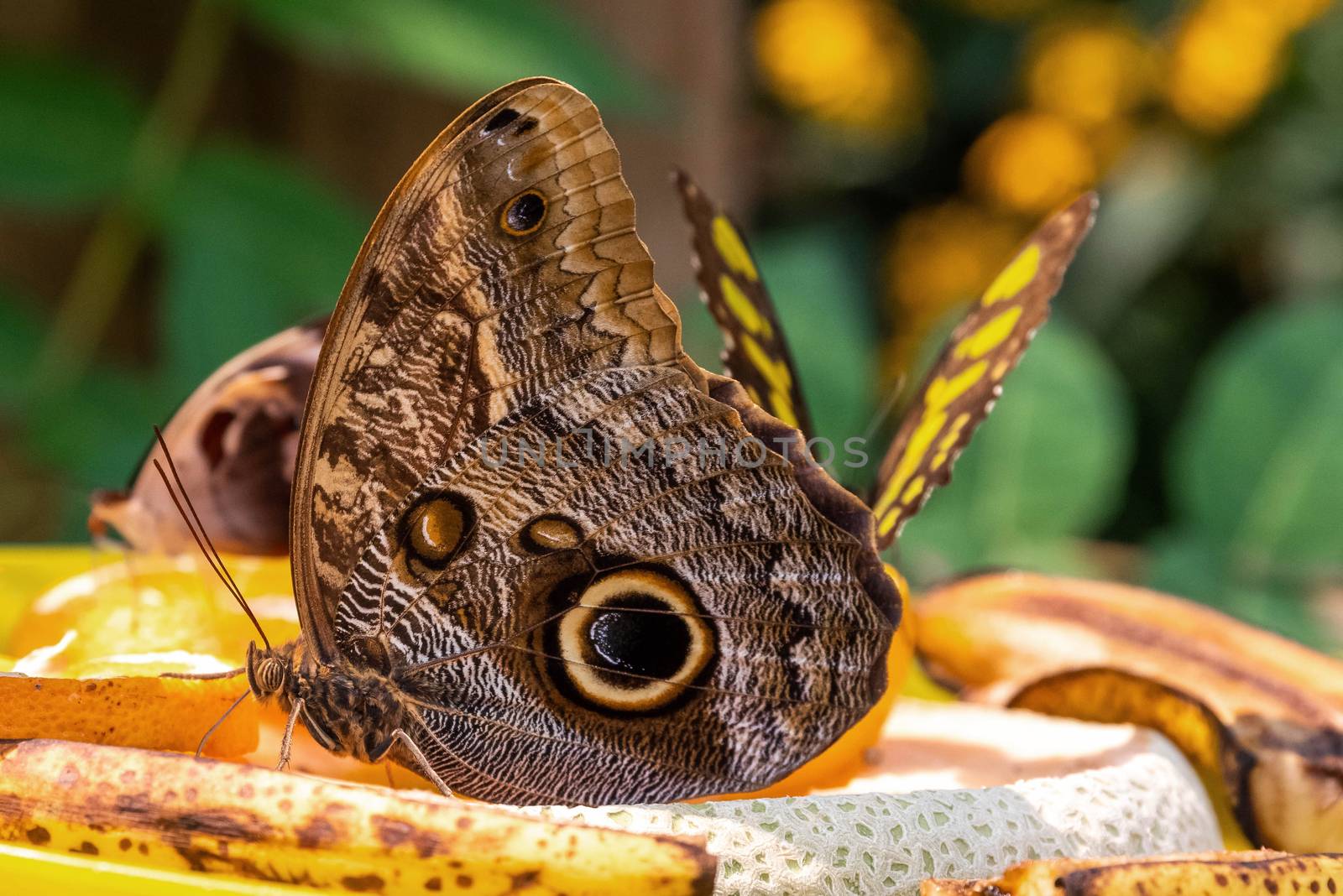 Magnificent Owl Butterfly with other butterflies on fruit dish eating.