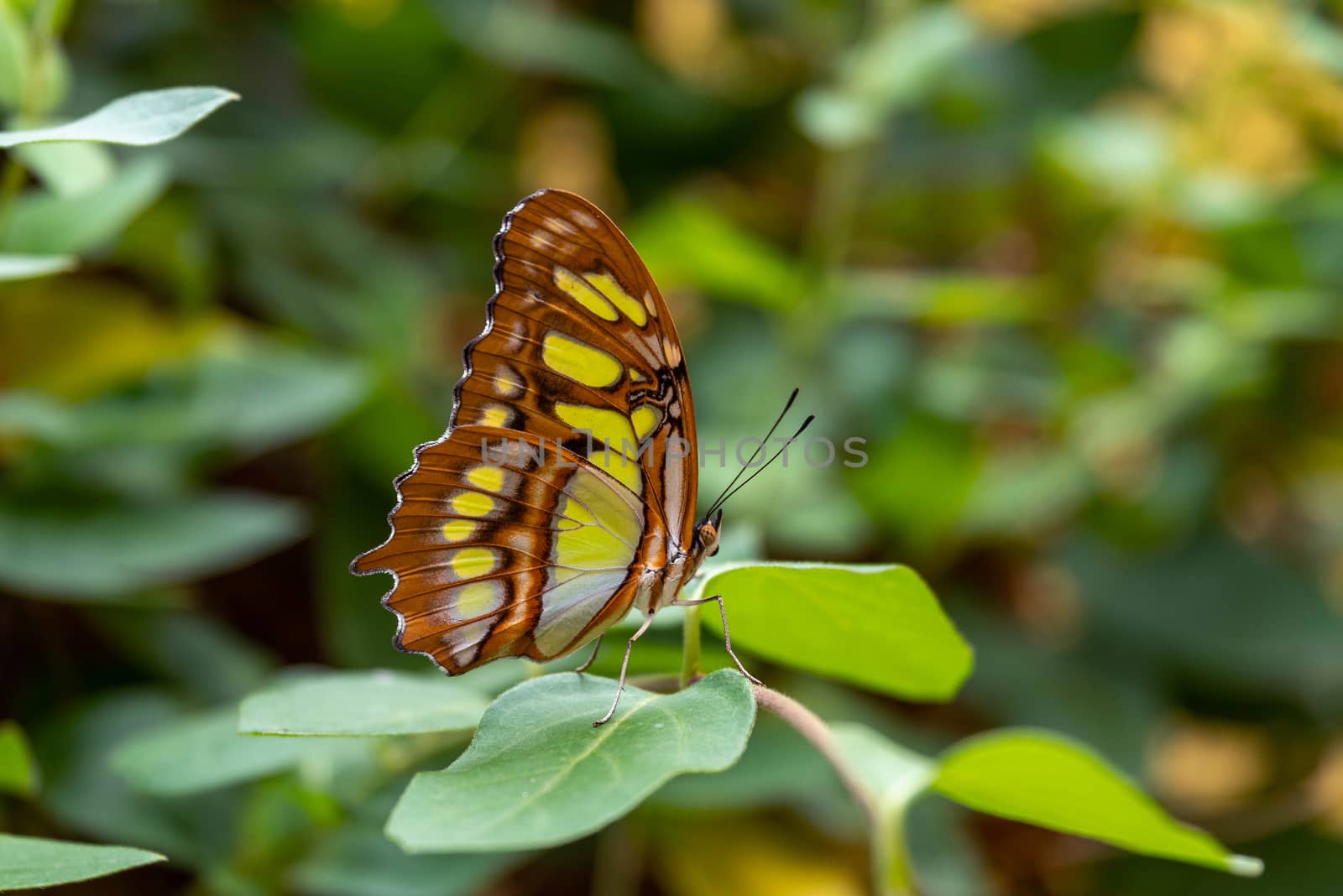 Malachite Butterfly on green leaf in jungle.