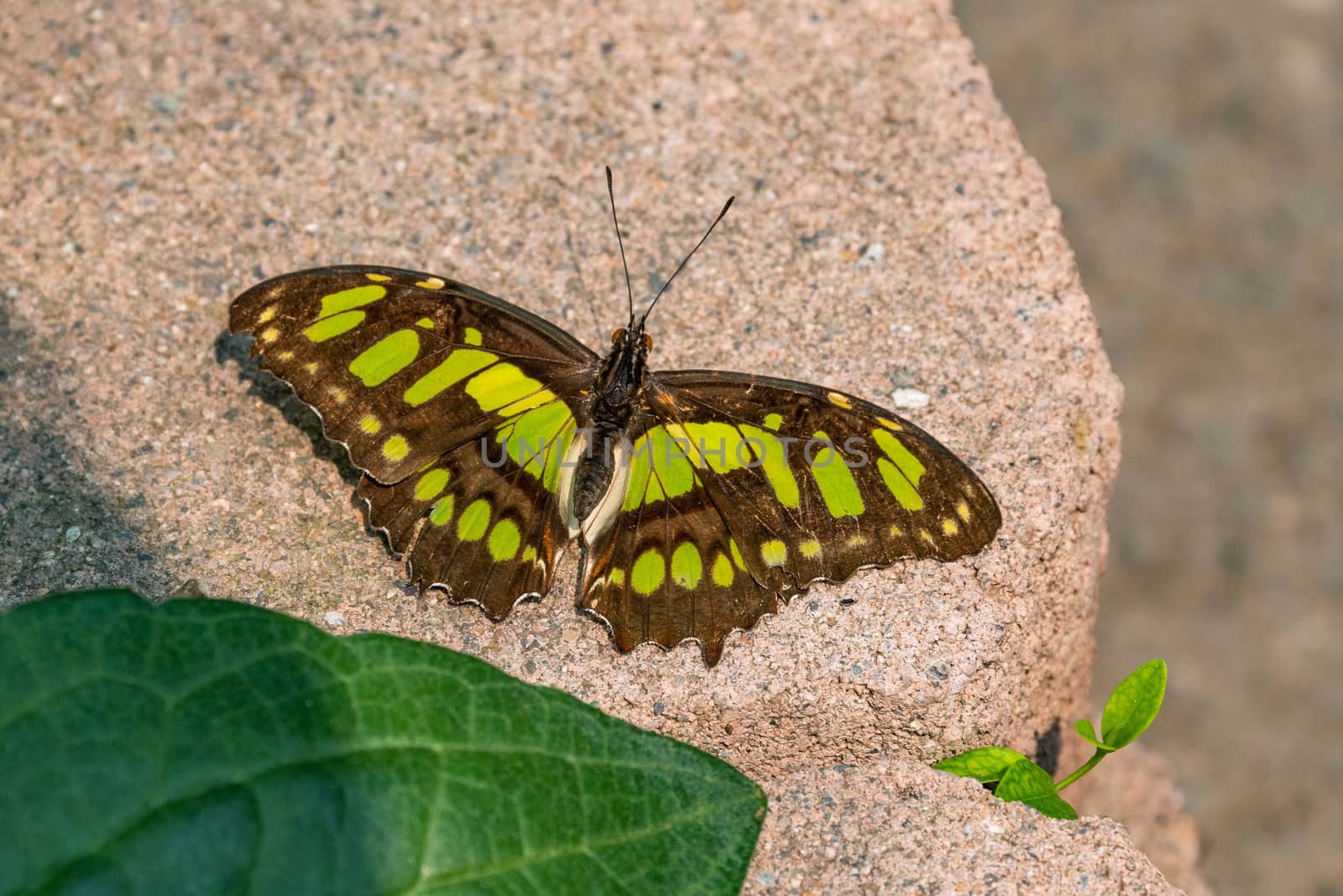 Malachite Butterfly on stone paver with green leaf.